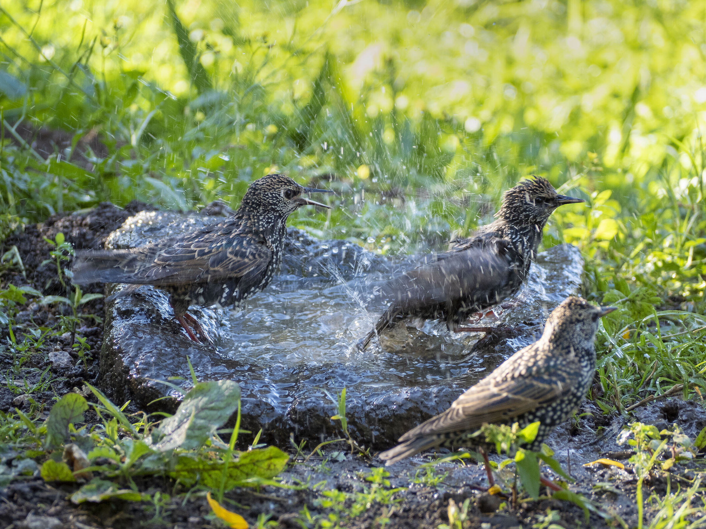 transfers in the pool...