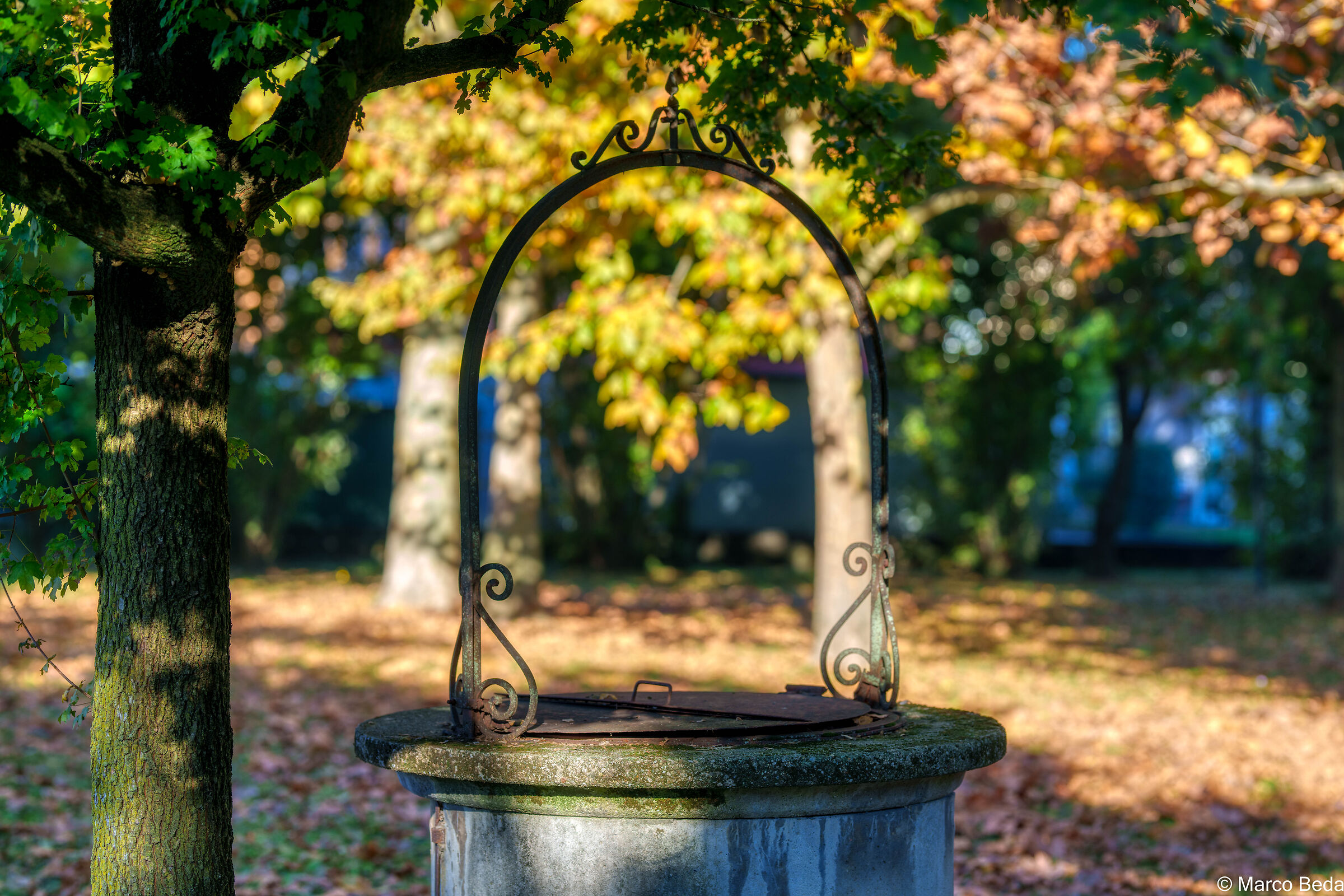 particolare di parco cittadino