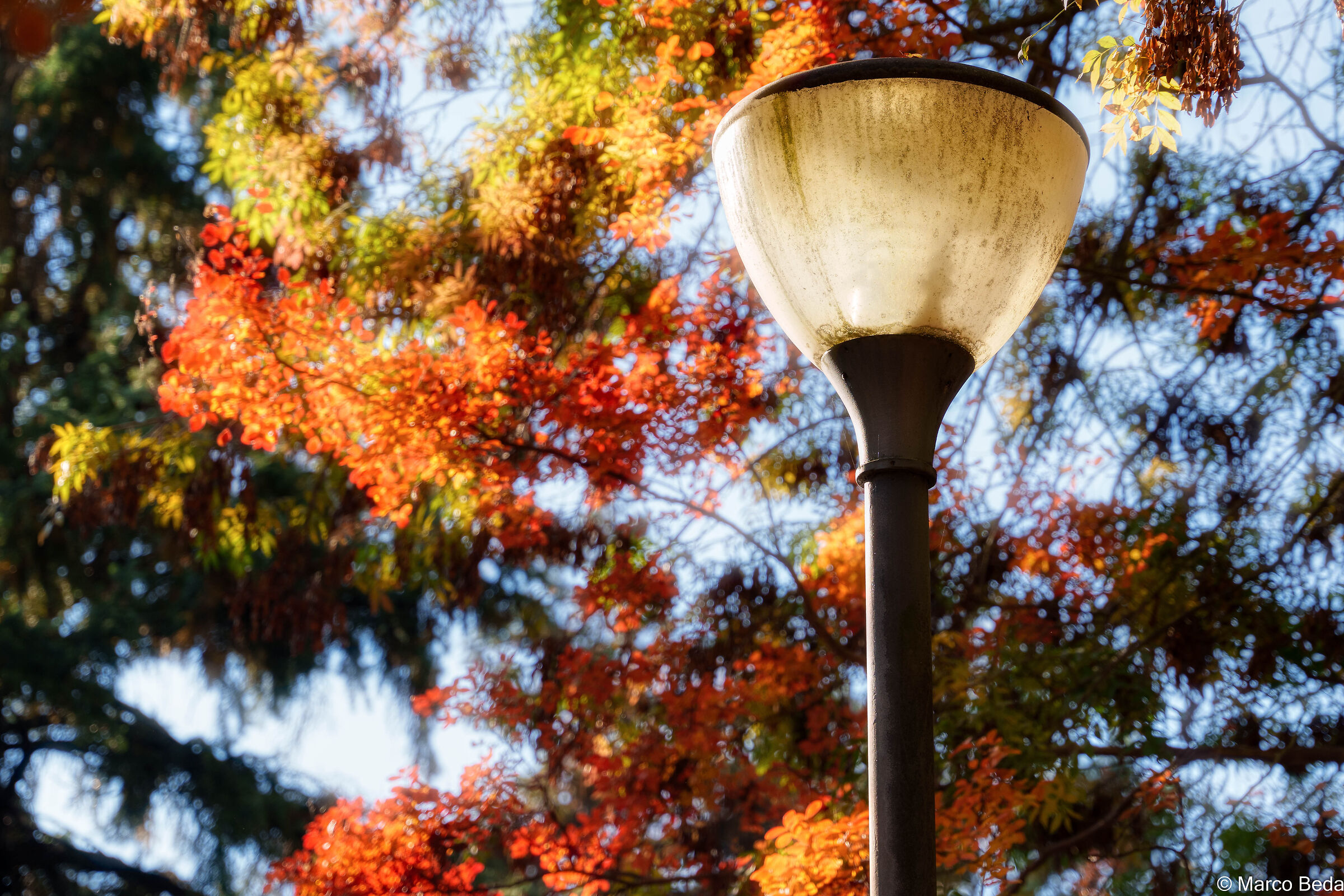 lampione con foliage