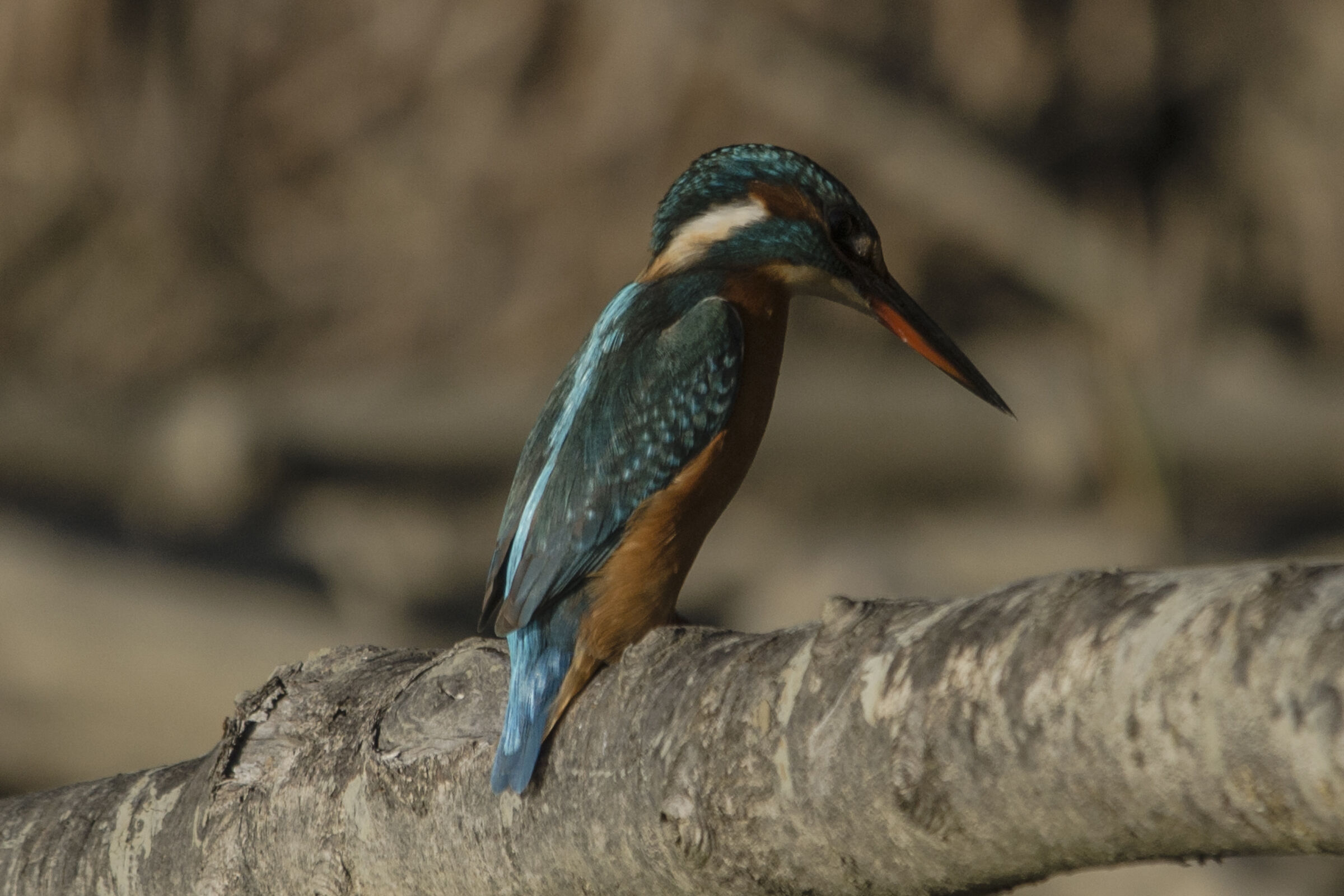 kingfisher