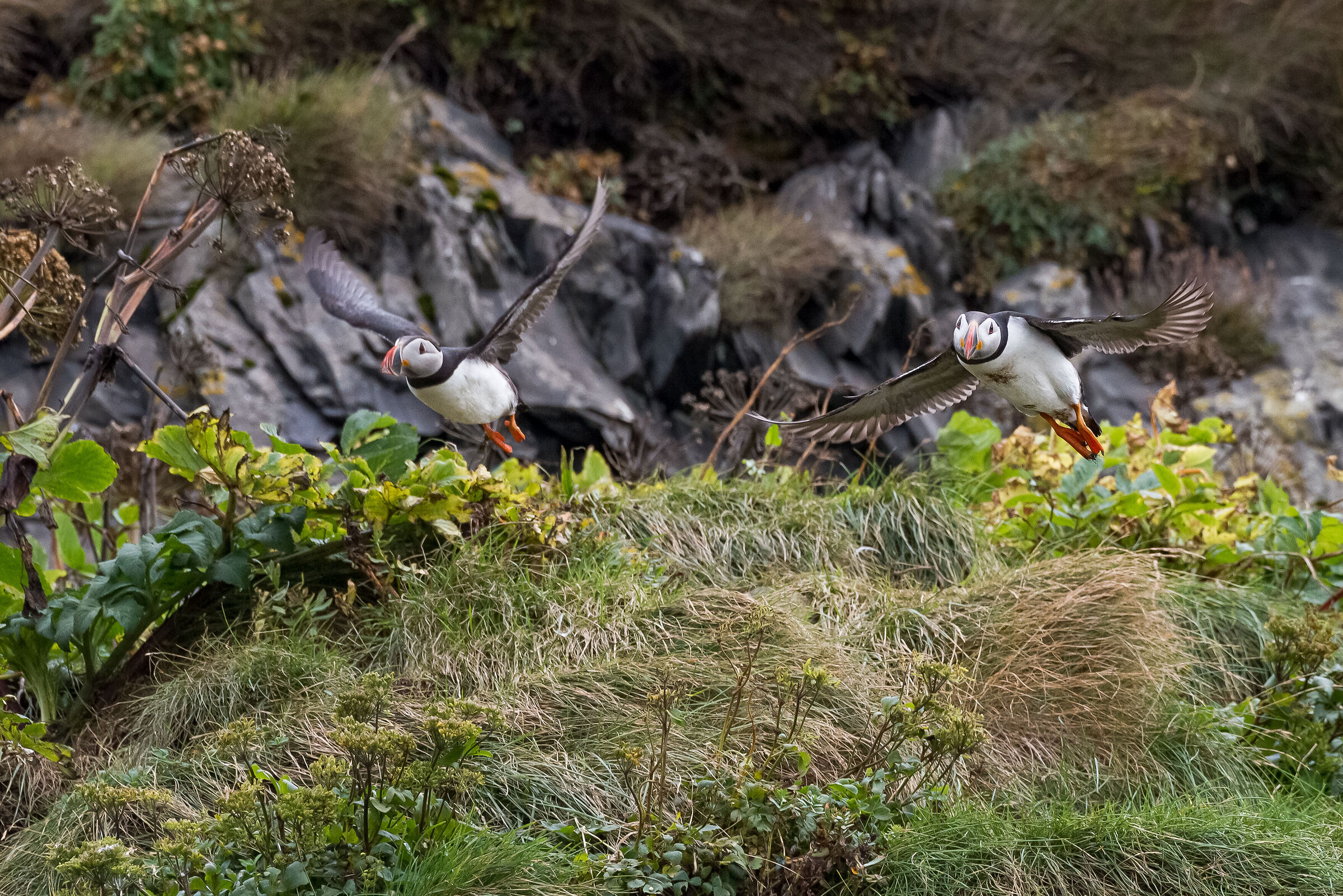 Puffins
