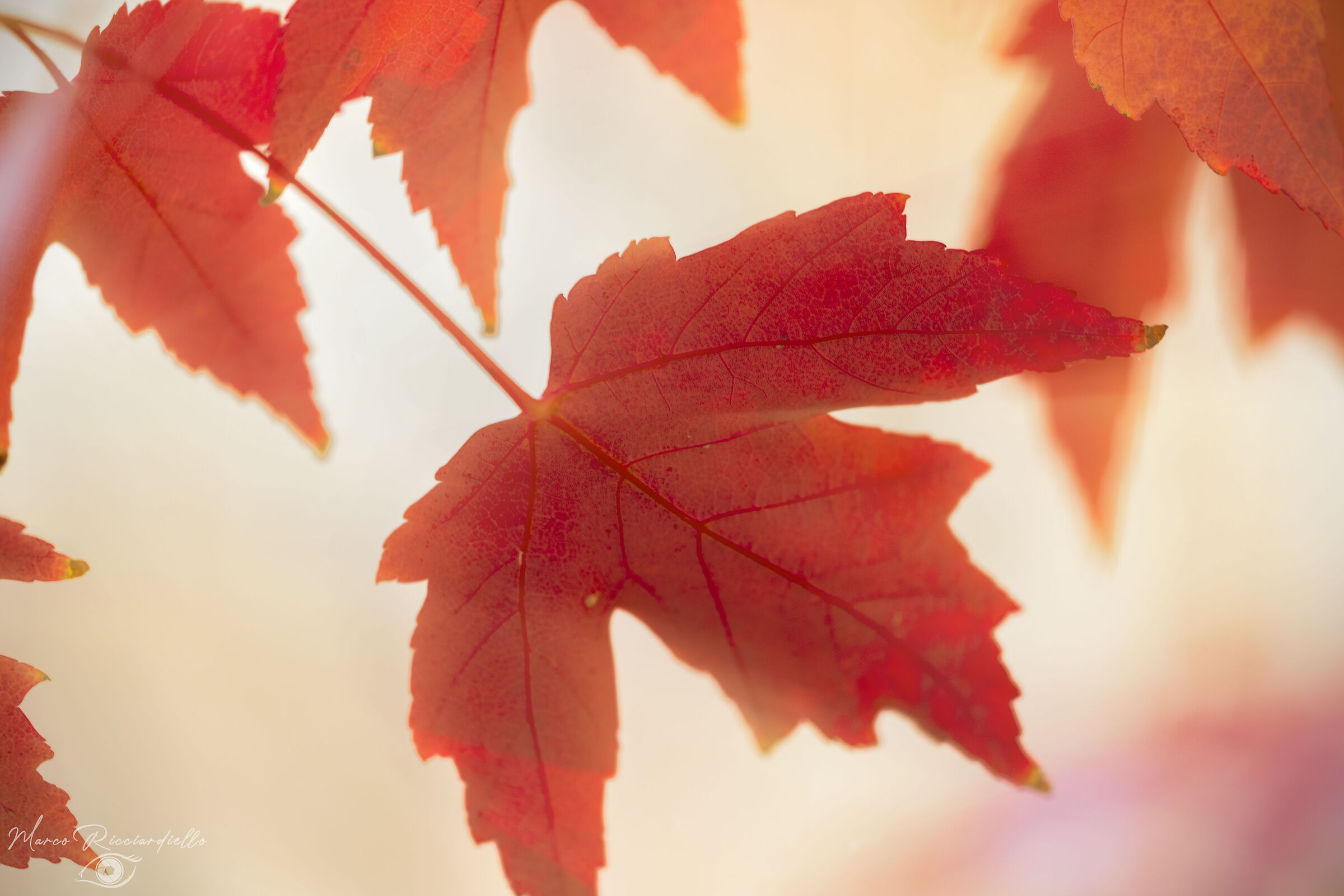 Autumn Bathed by a shy sun