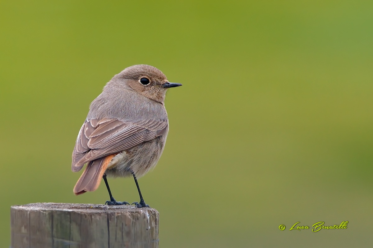 Codirosso spazzacamino