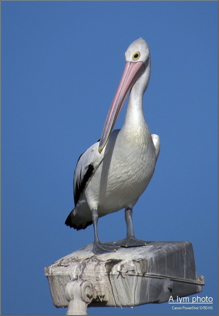 Pelecanus conspicillatus
