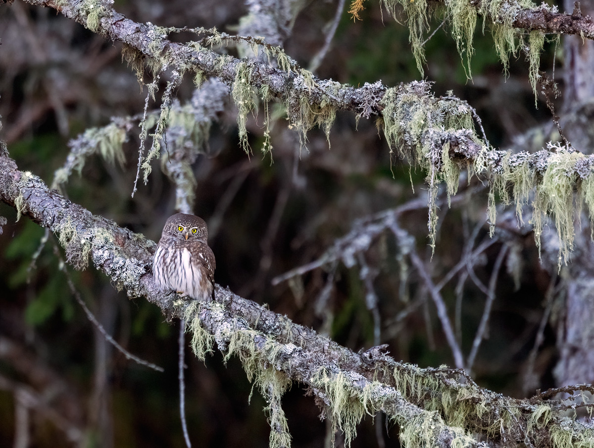 Autumn Dwarf Owl2021