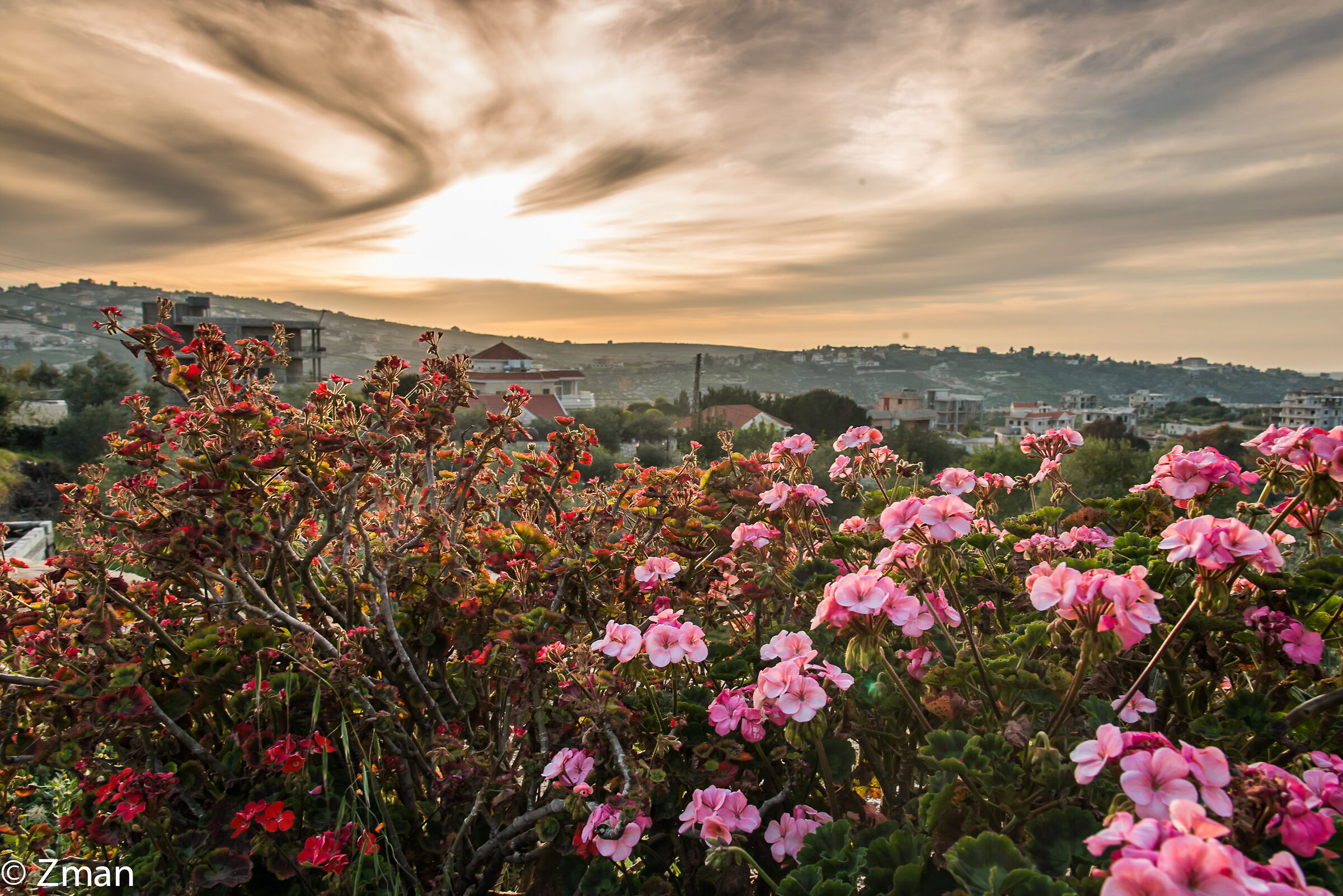 Flowers at Sunset