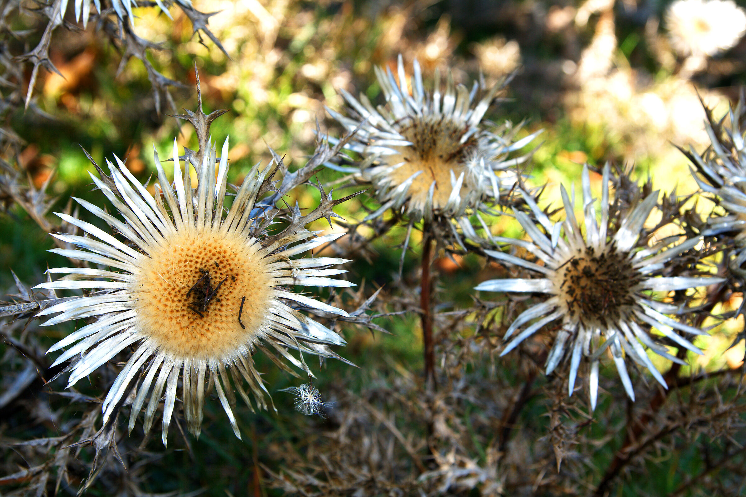 Carlina acaulis - Cardo d'argento