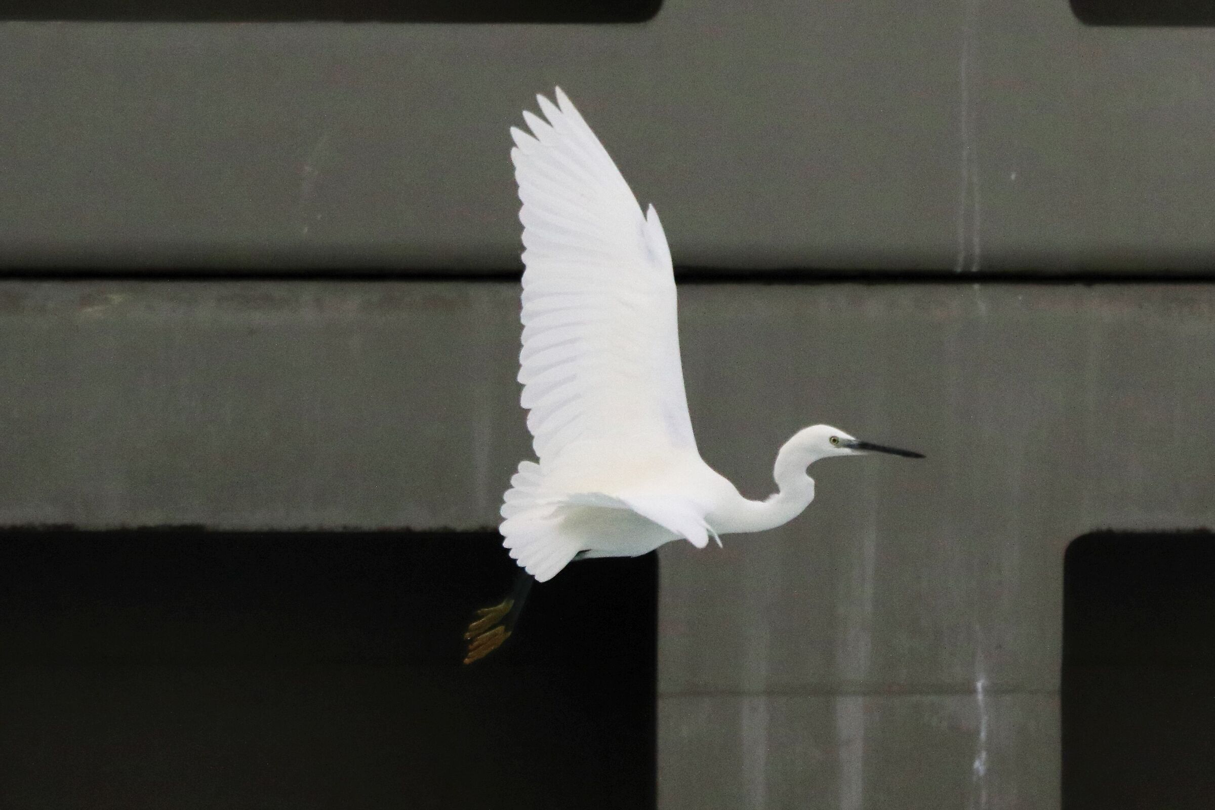 Egret