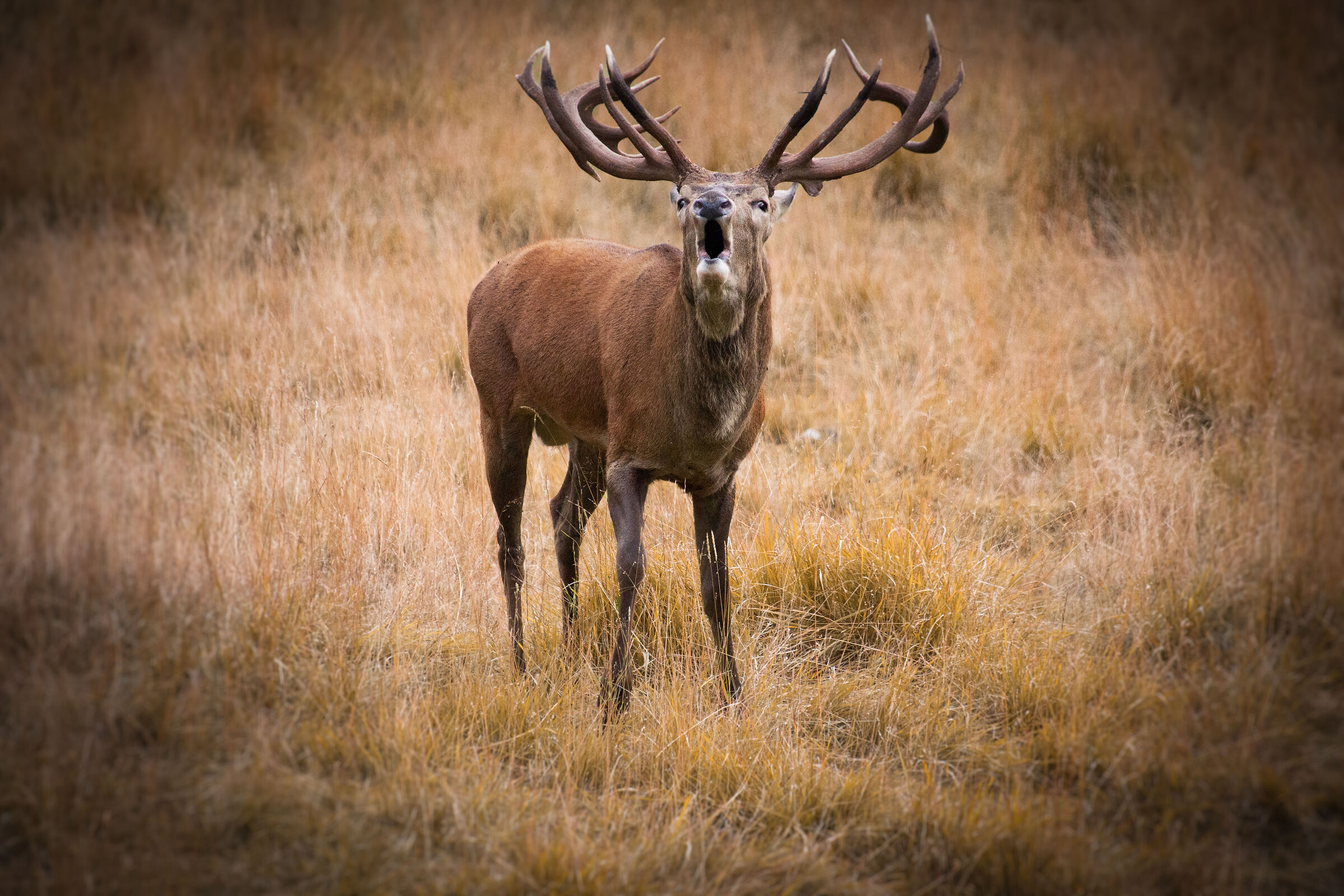The roar of the deer