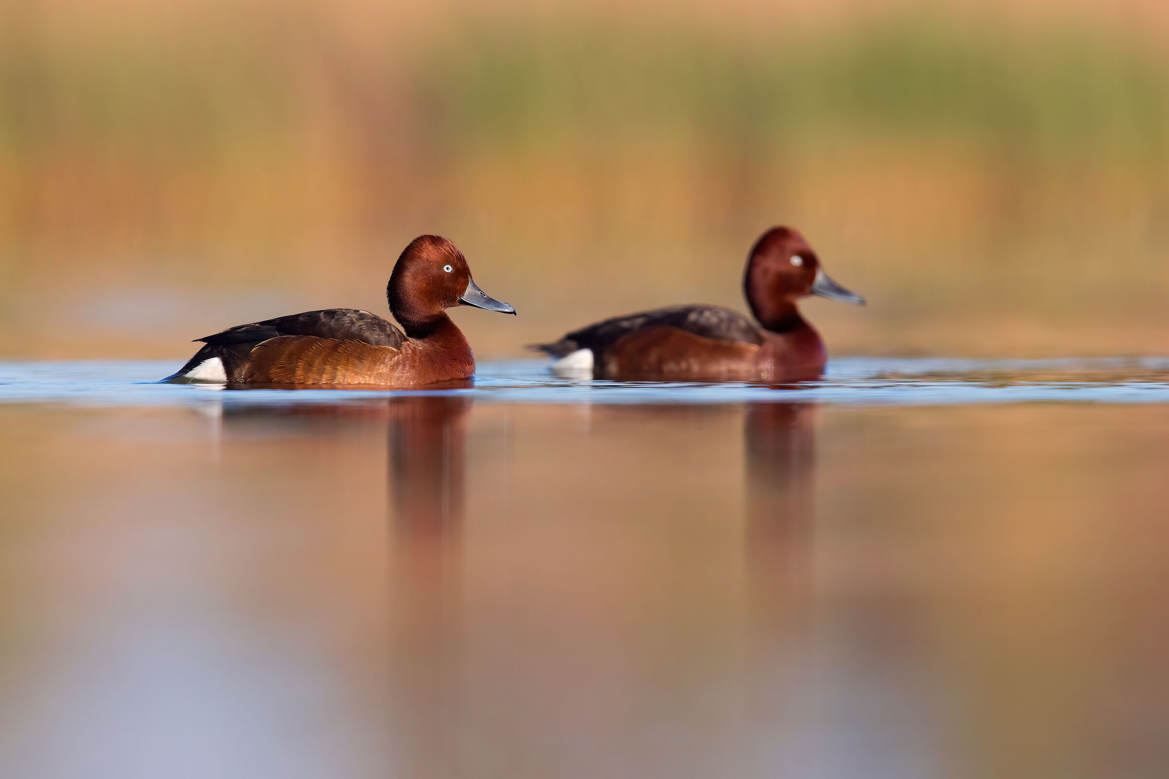 Morette Tobacconists