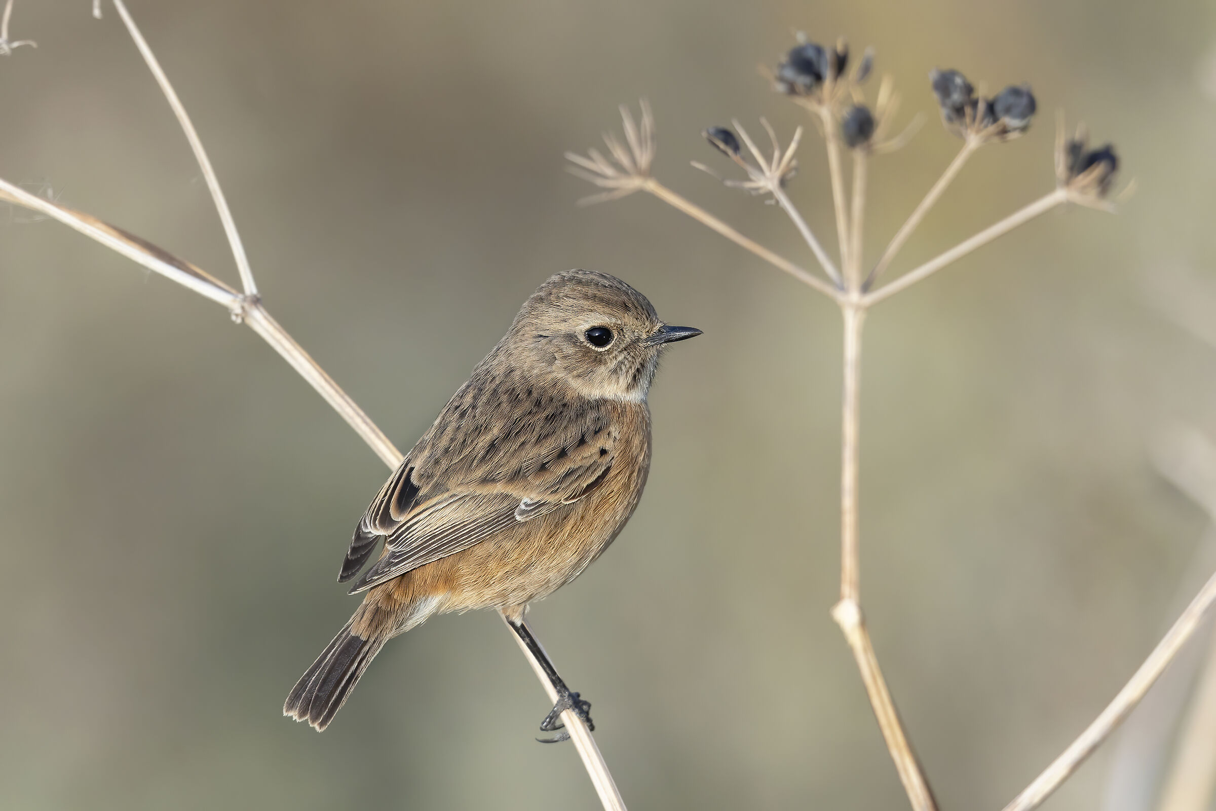 saltimpalo autunnale