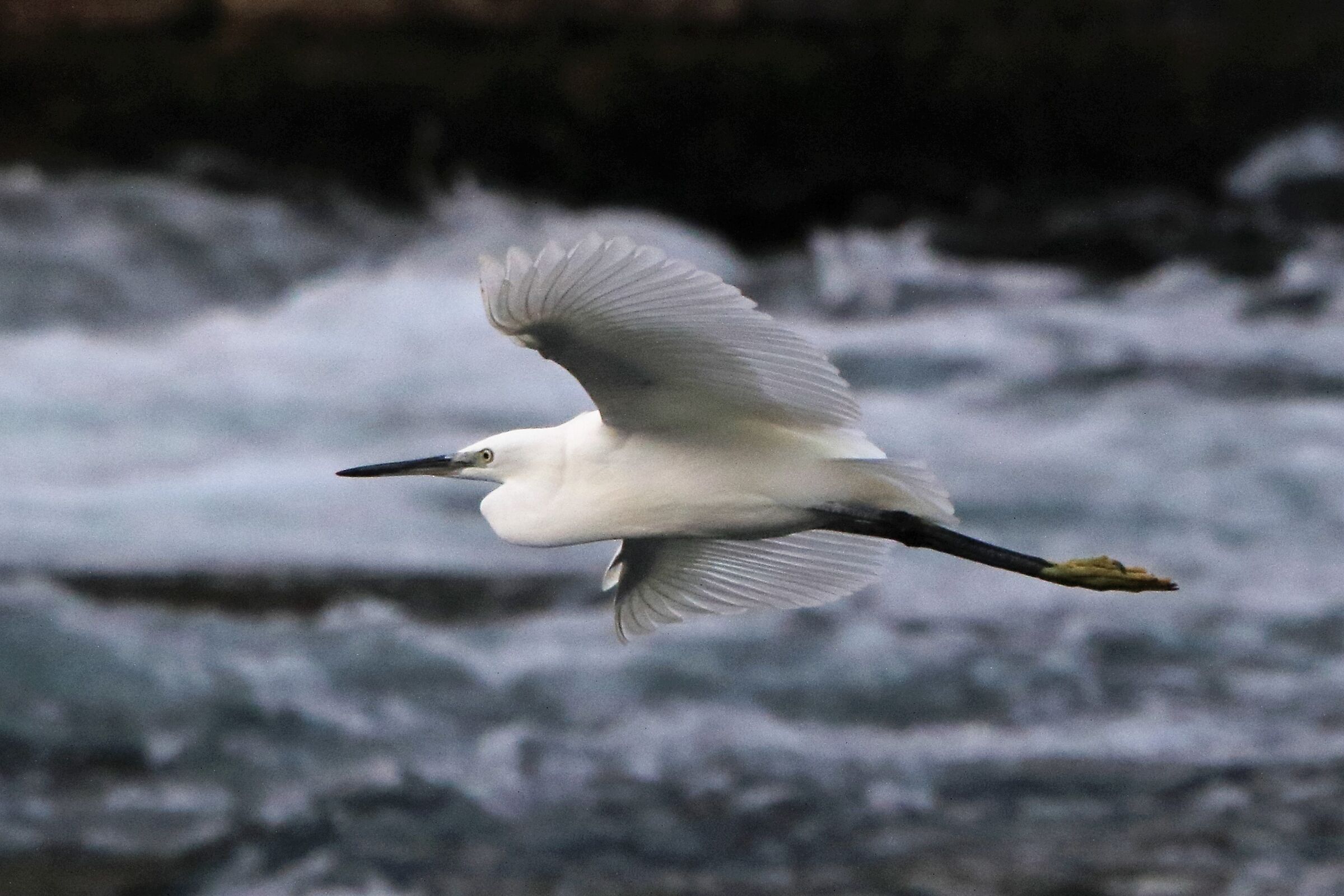 egret