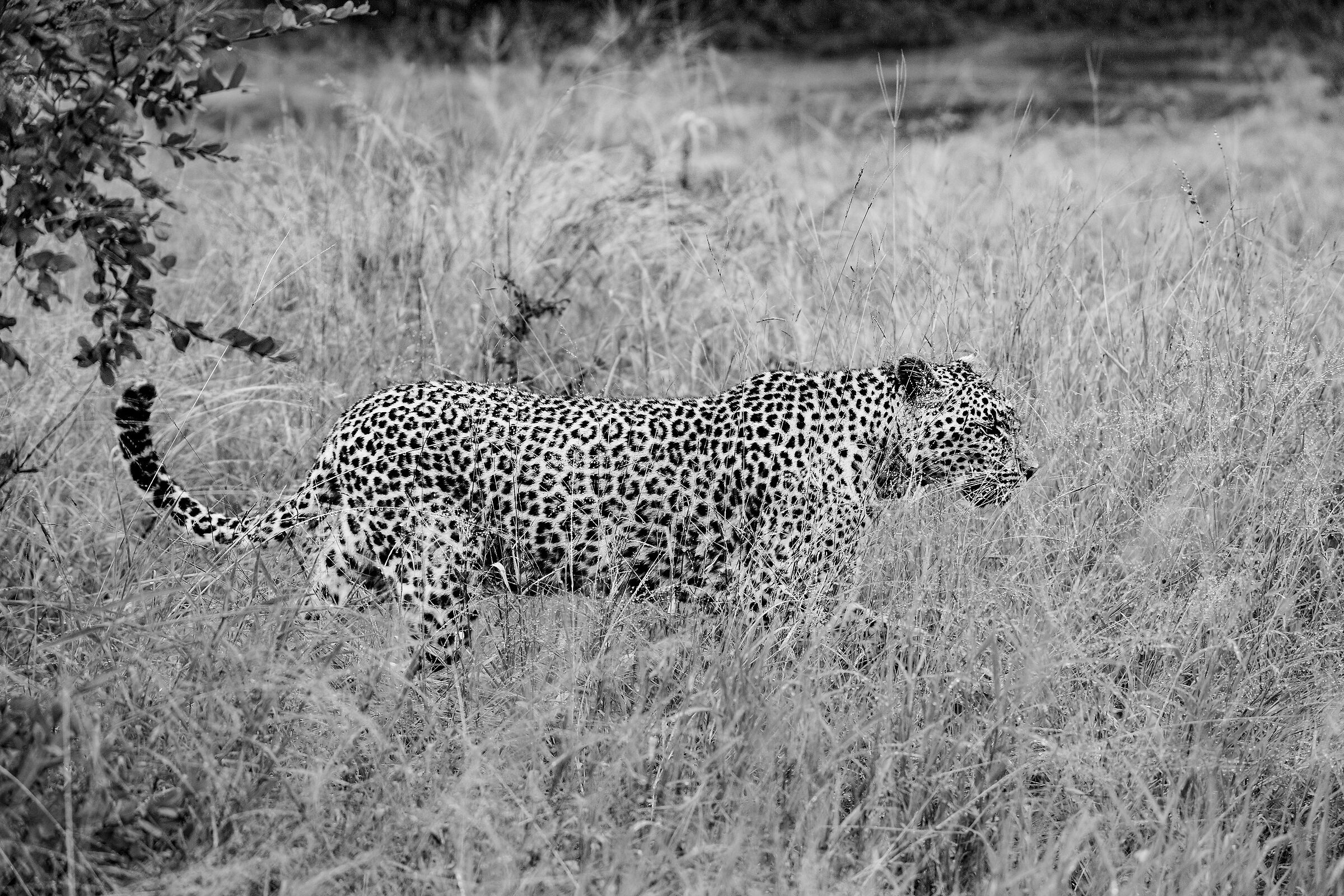 Scende la pioggia...