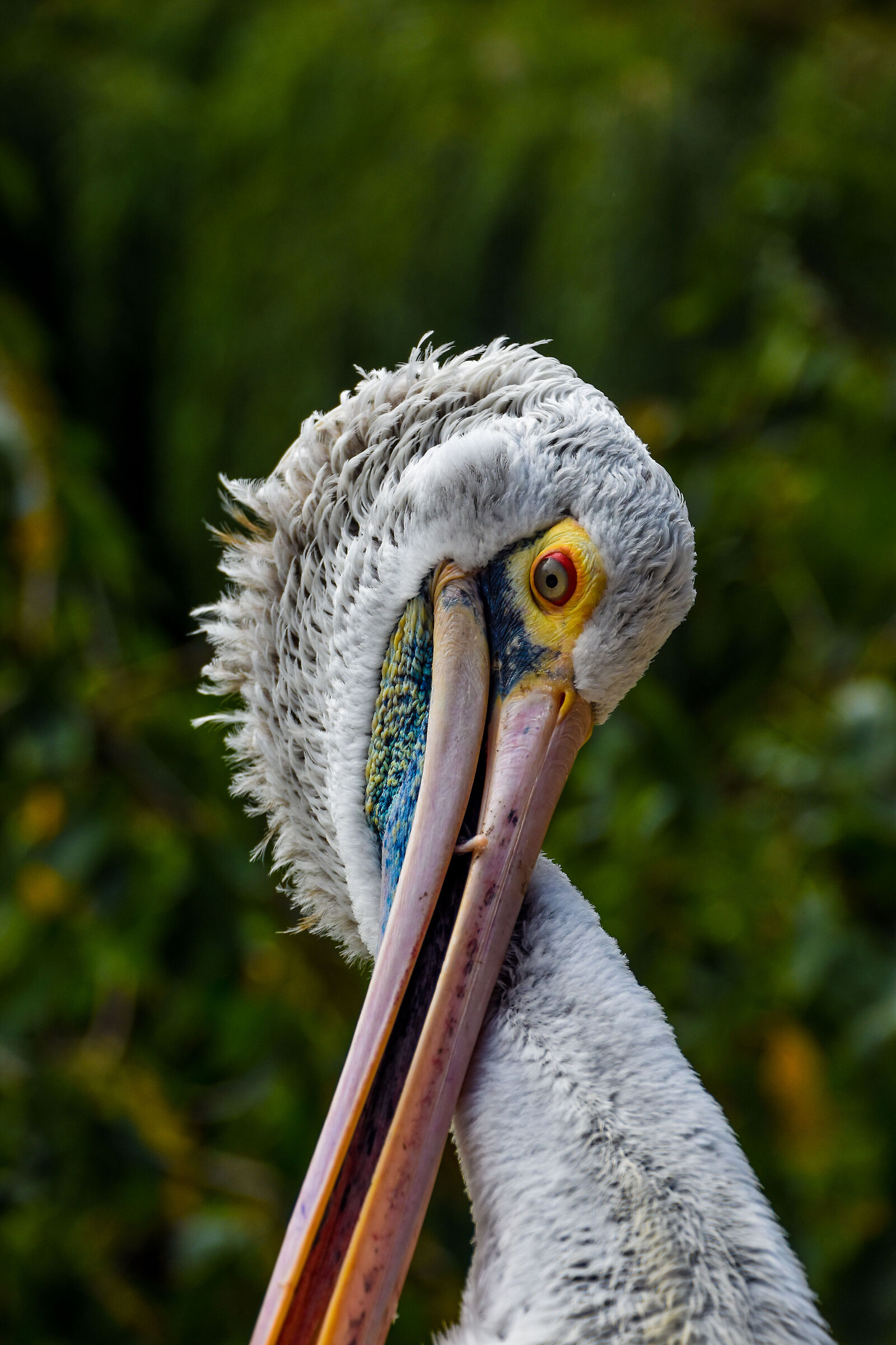 Pelican