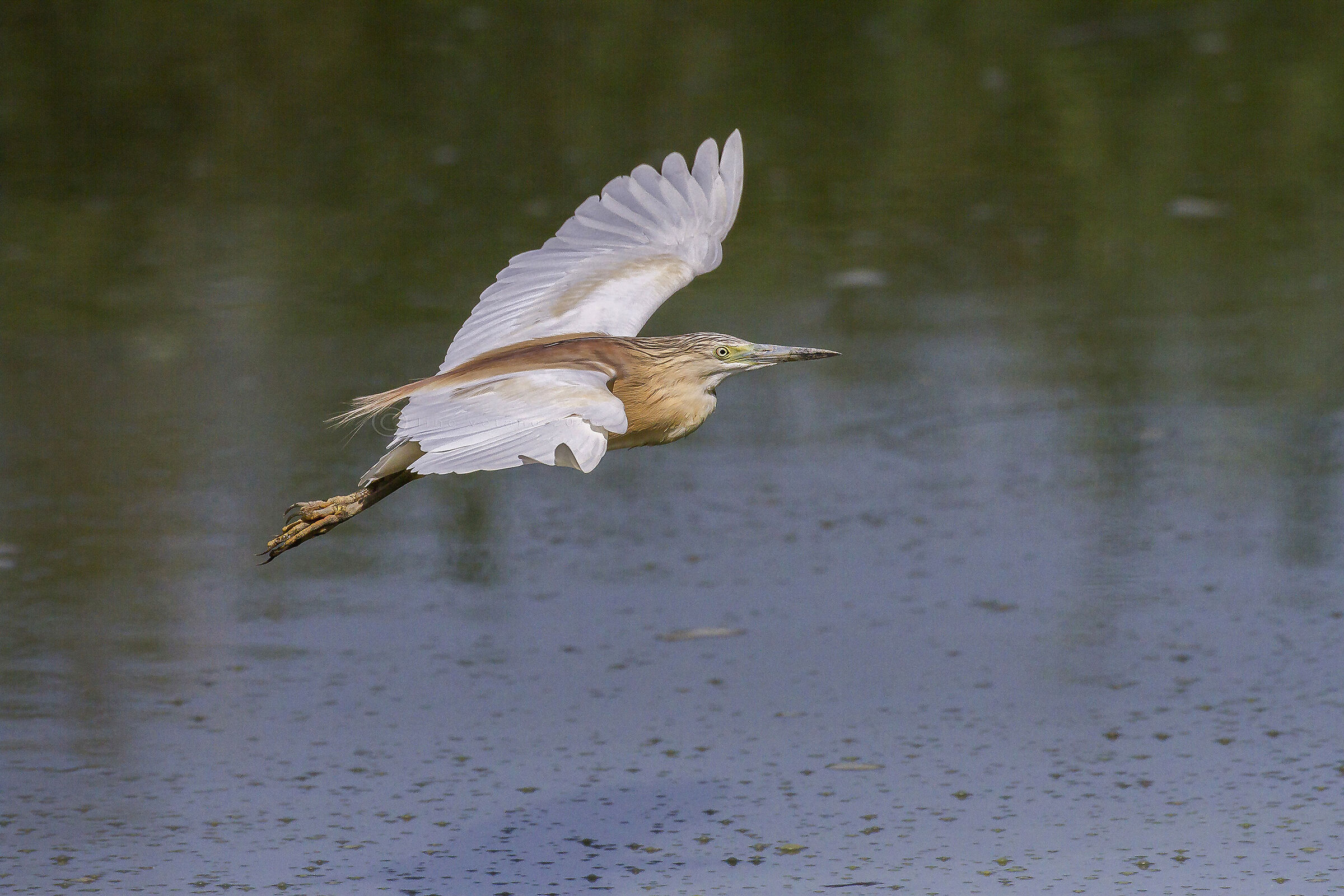 Tufted gaudy (Ardeola Ralloides)