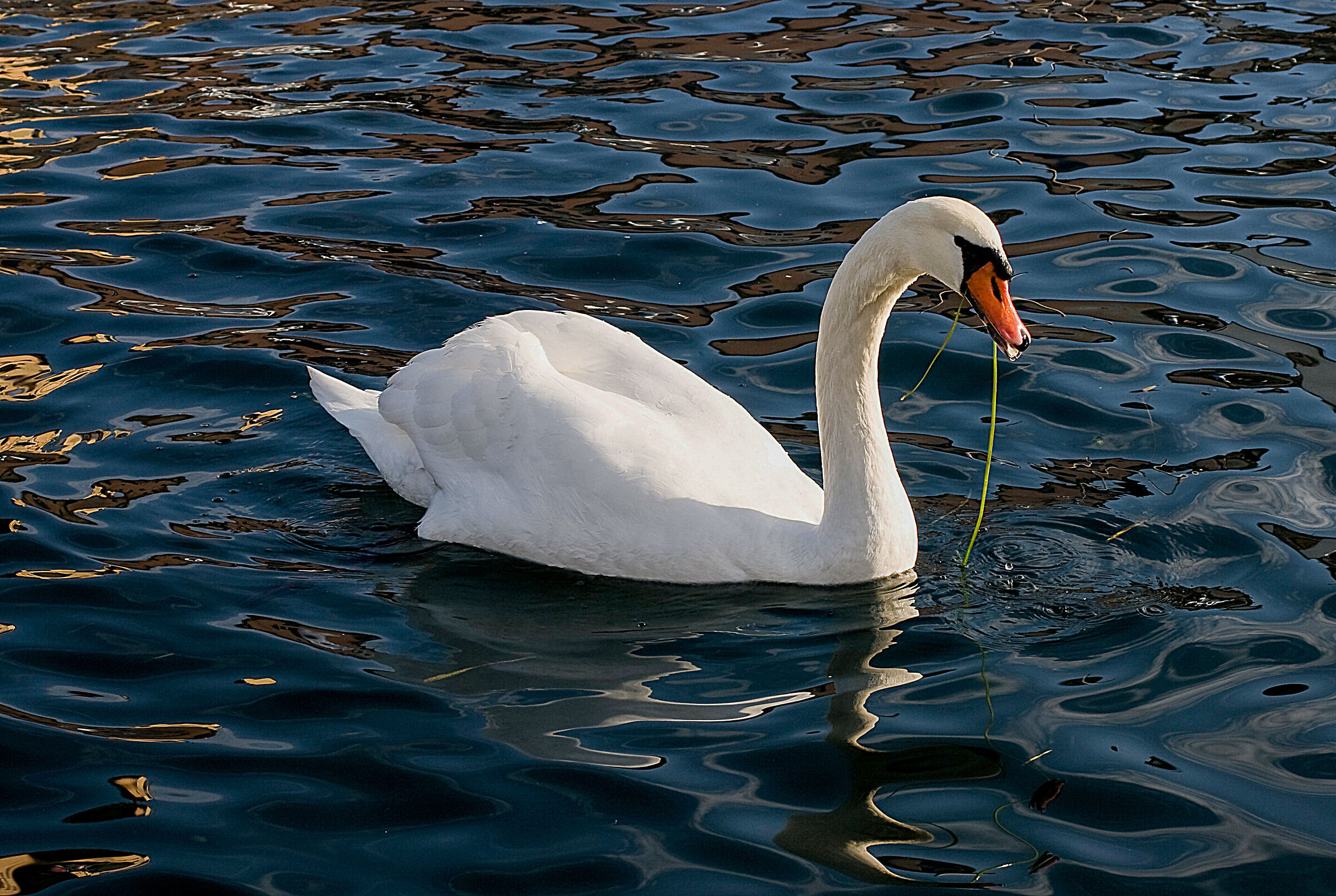 Swan