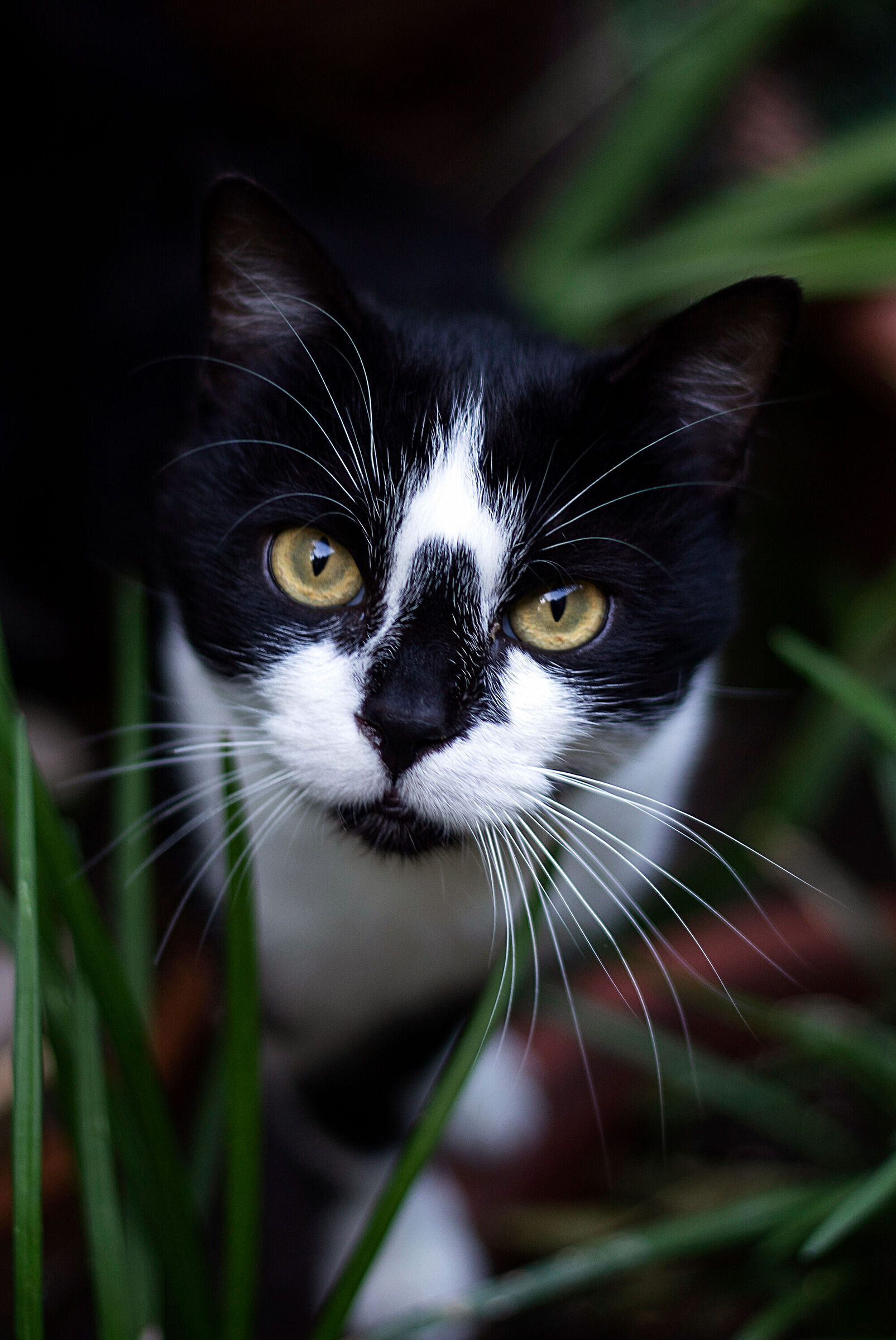 Kitty