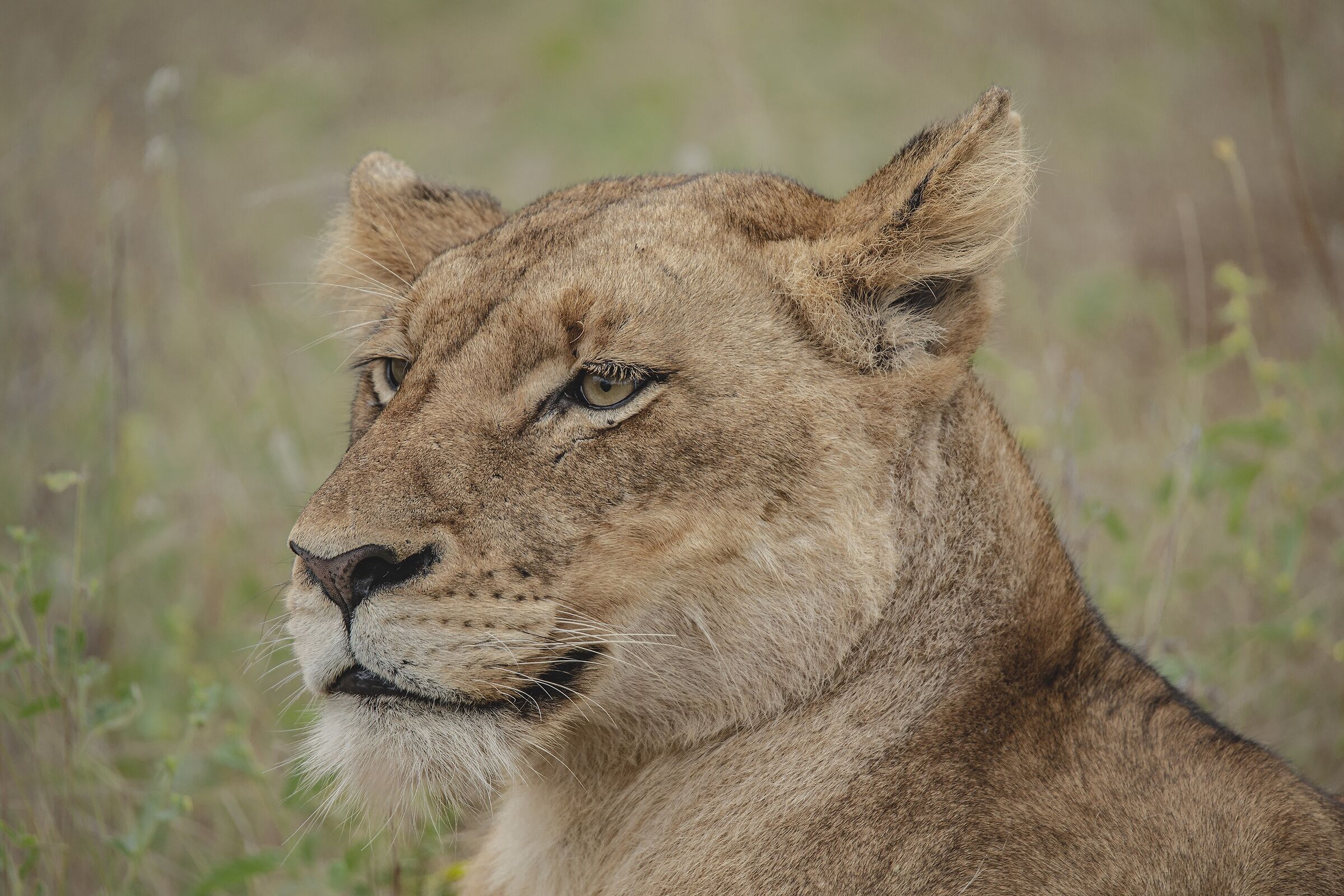 gandissima leonessa...