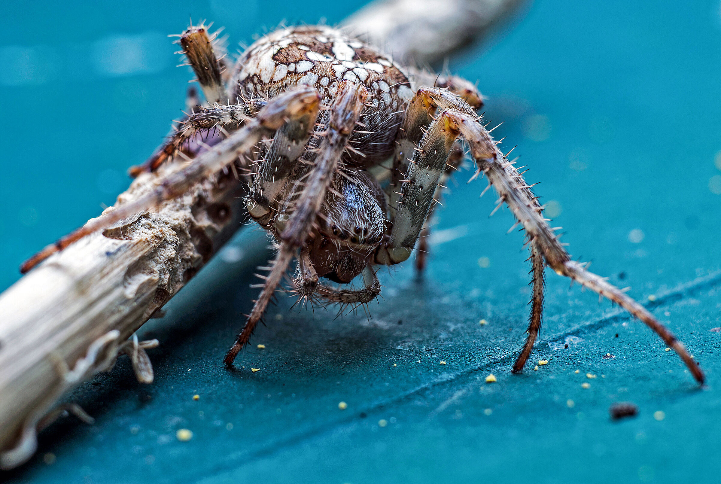 Spider