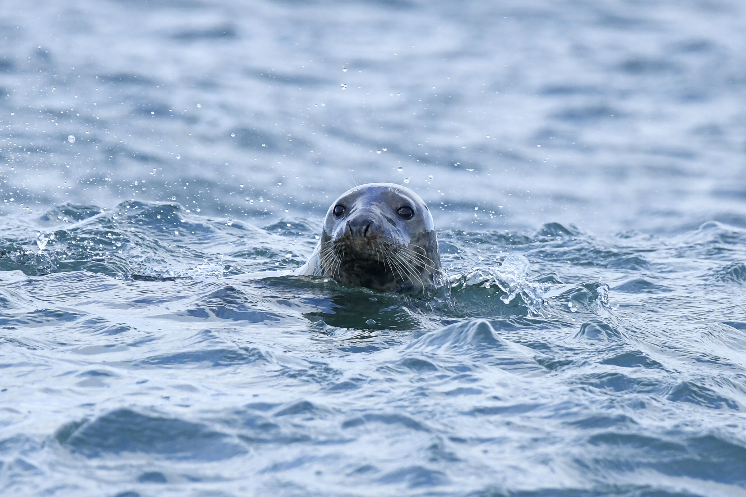 Foca grigia (Grey seal)