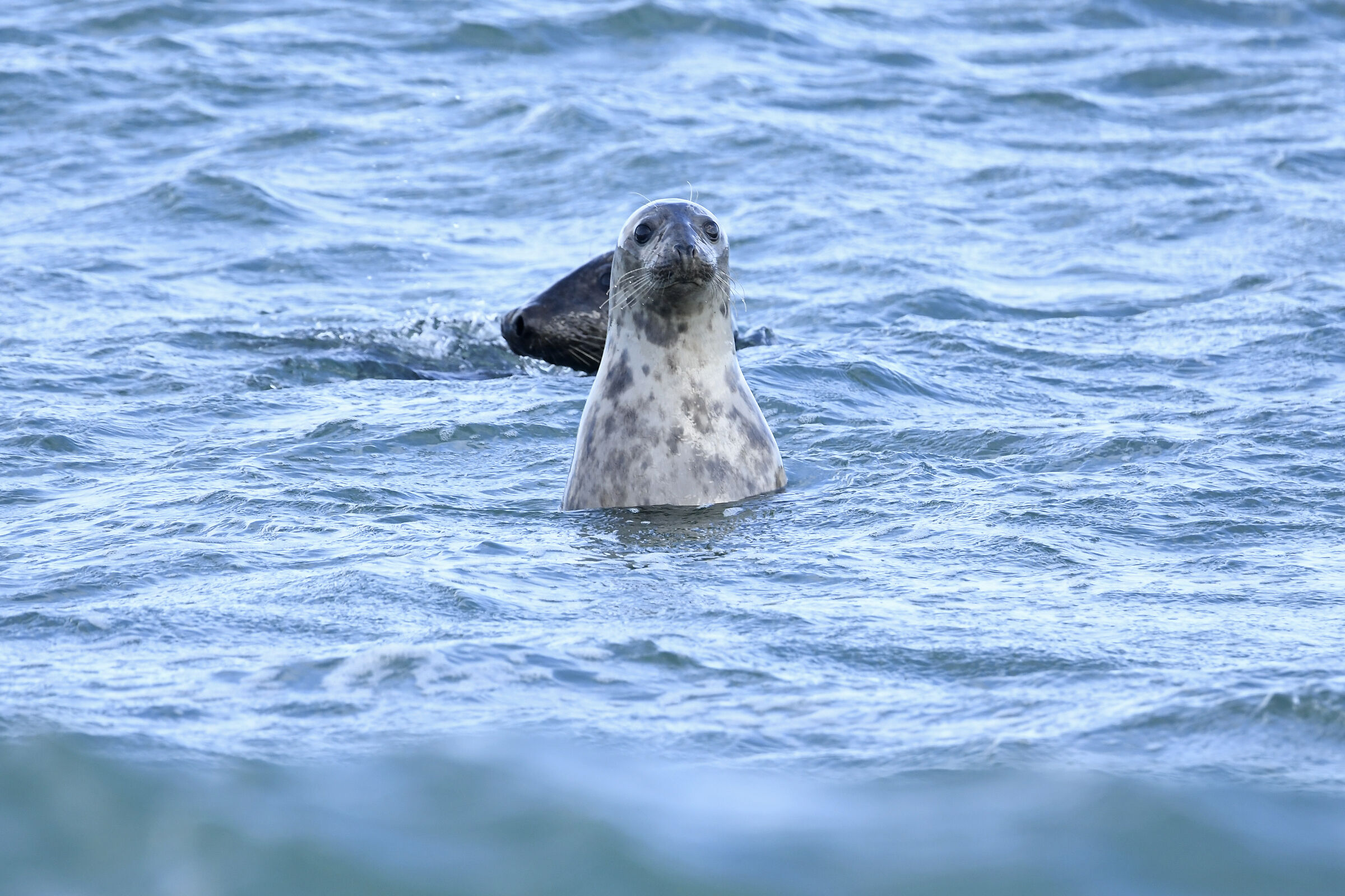Foca grigia (Grey seal)