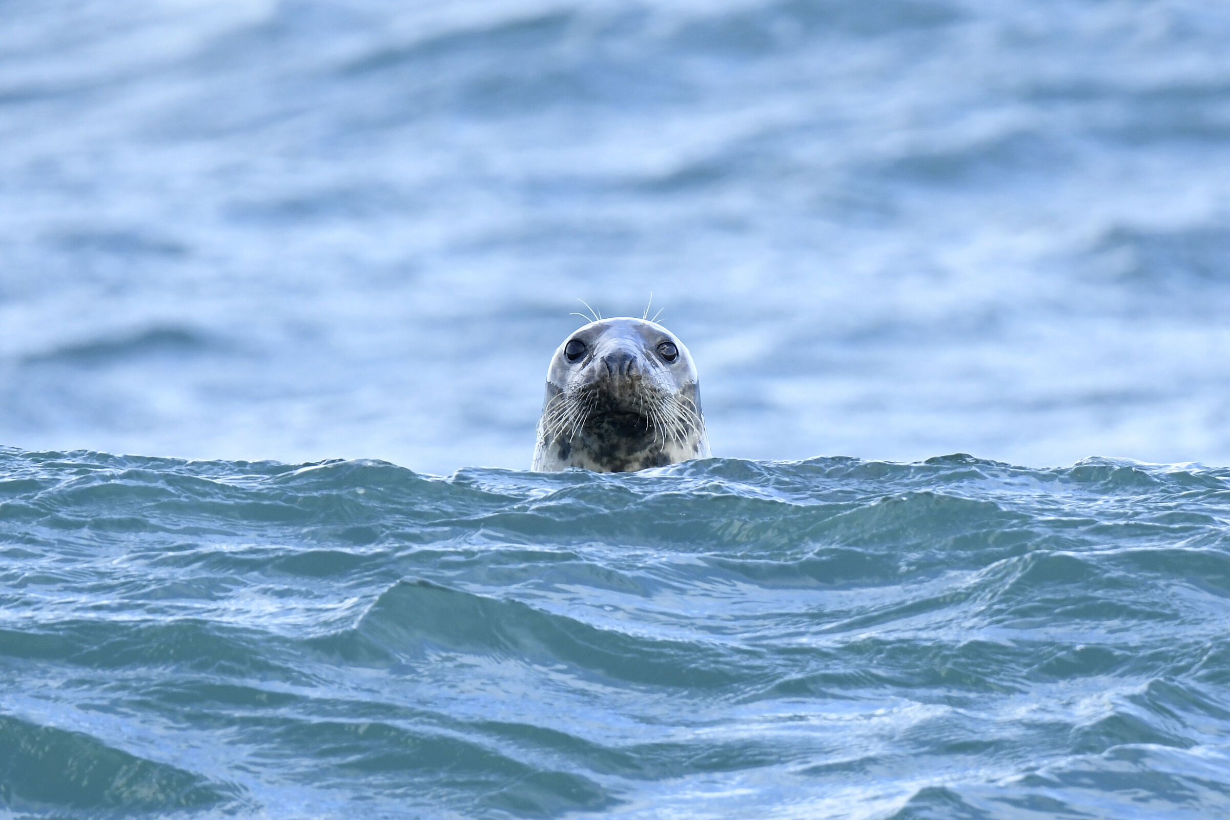 Foca grigia (Grey seal)