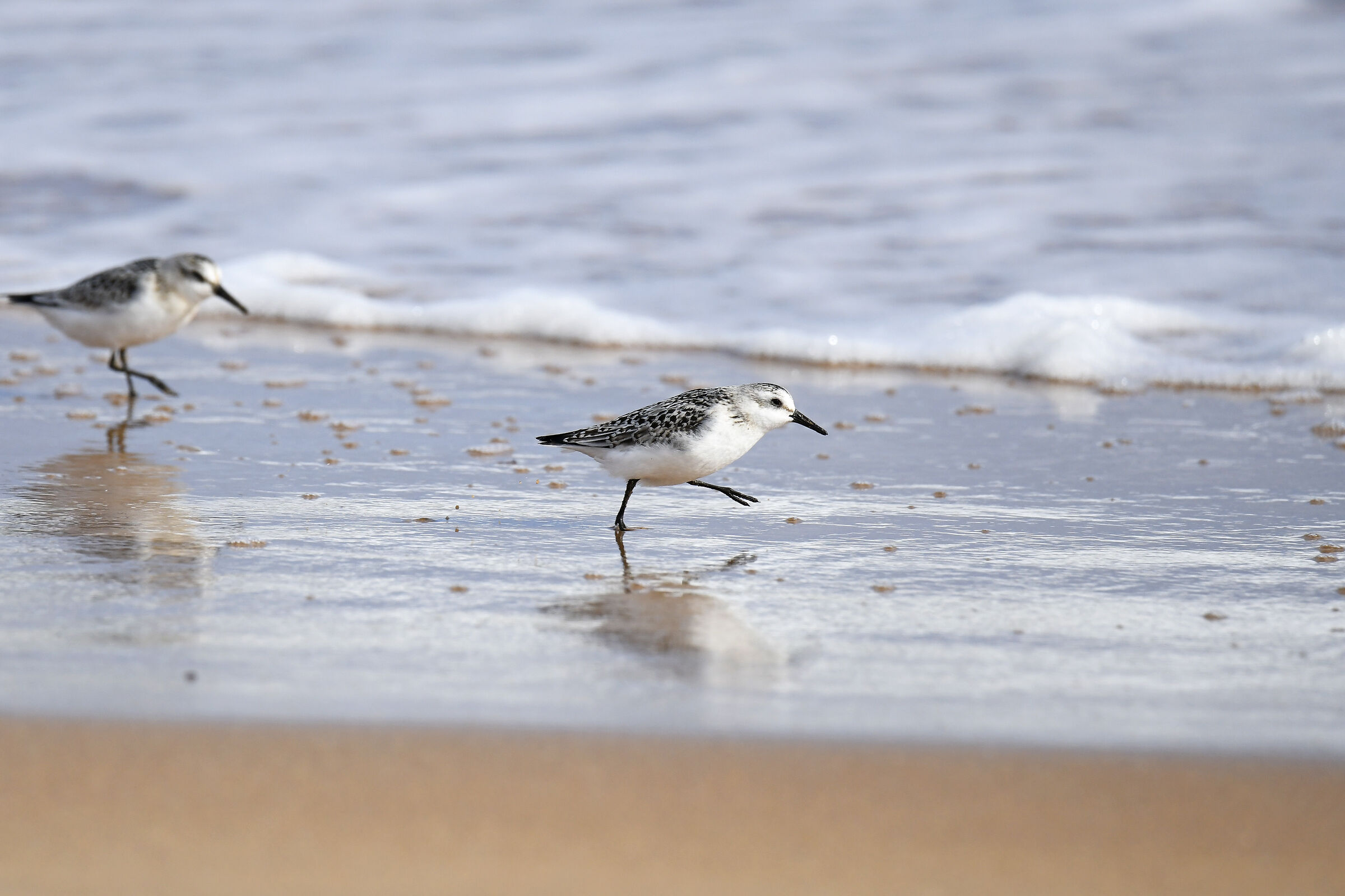 Piovanello tridattilo (Sanderling)