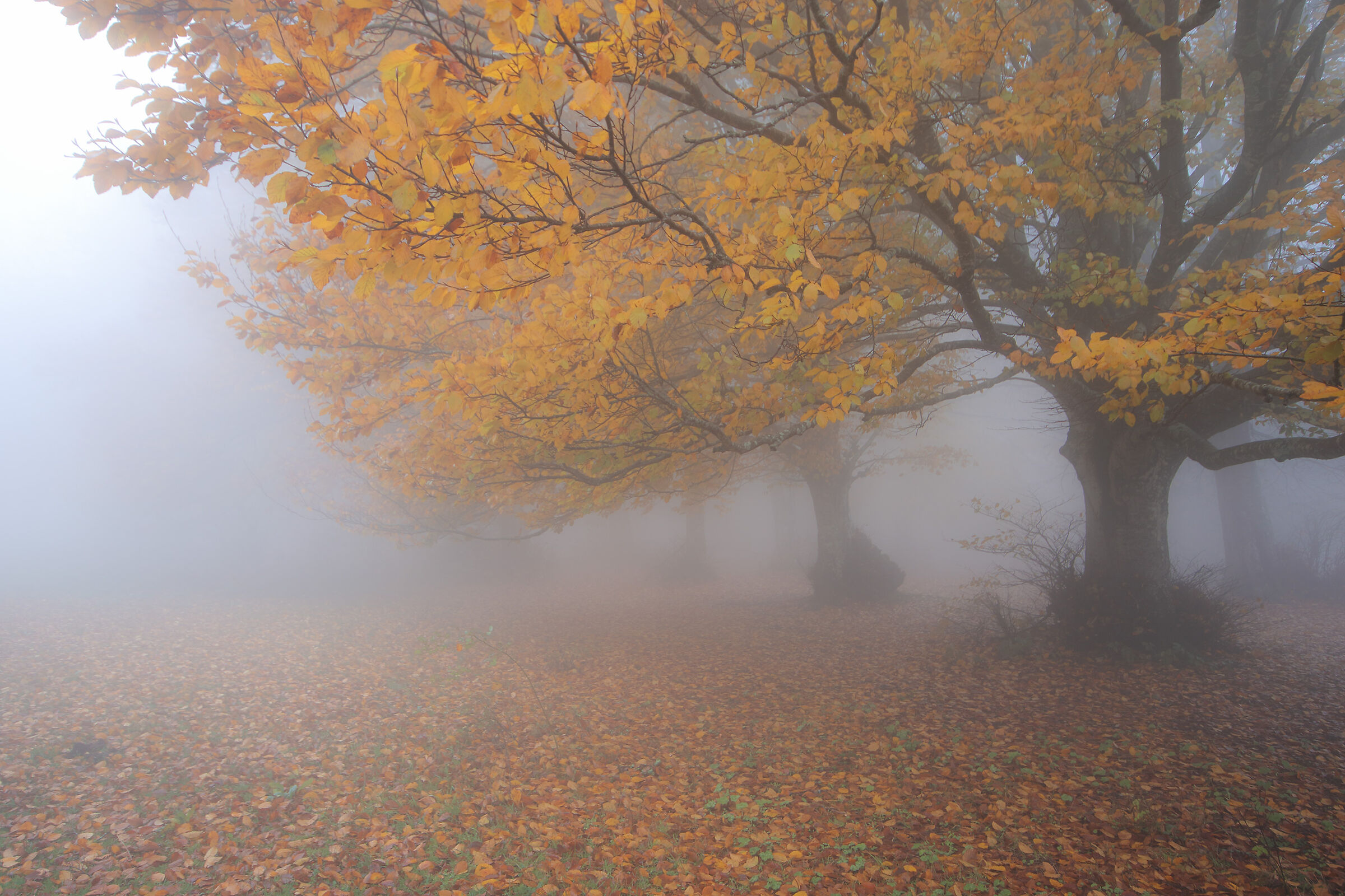 L'essenza dell'autunno....