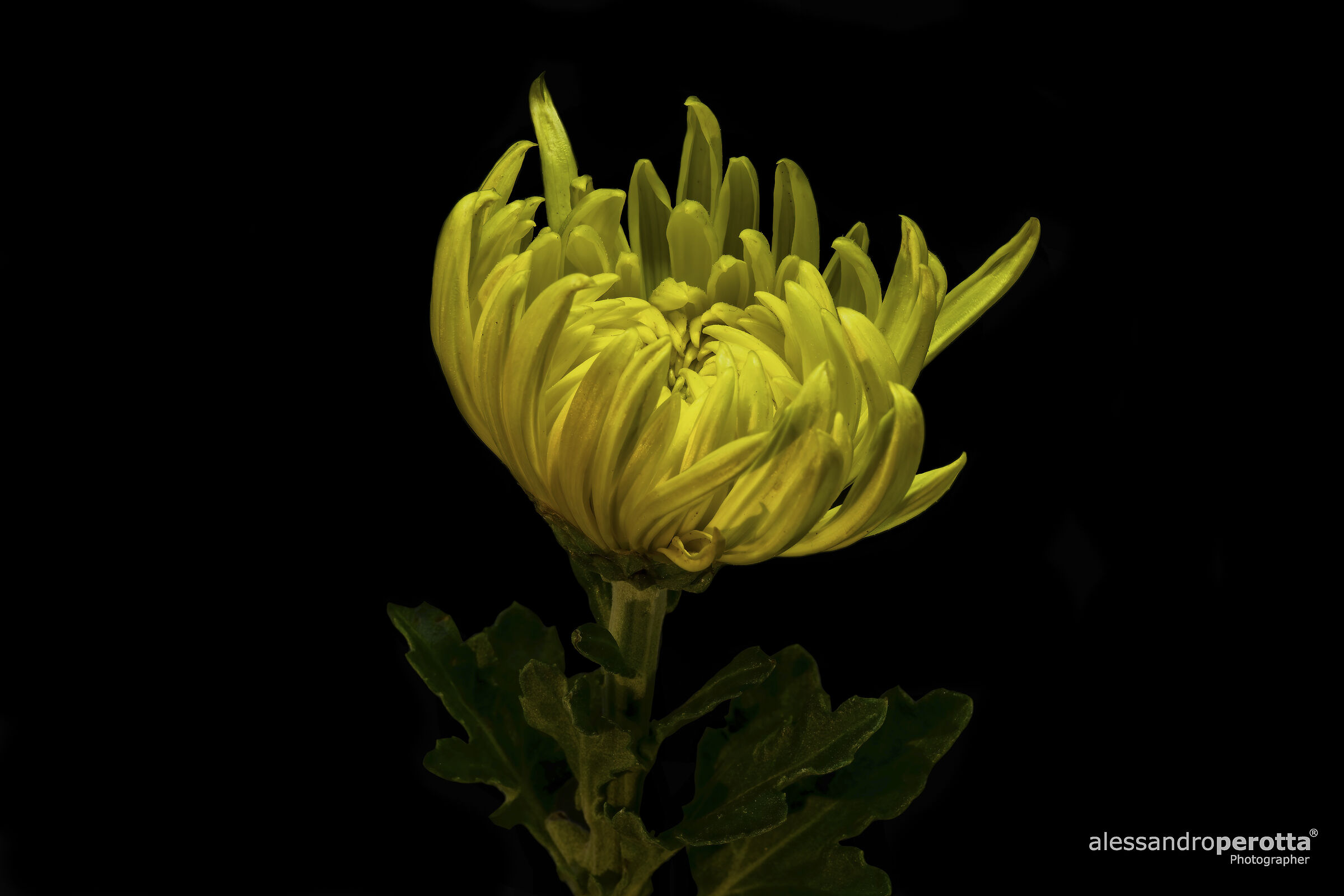 Chrysanthemum morifolium