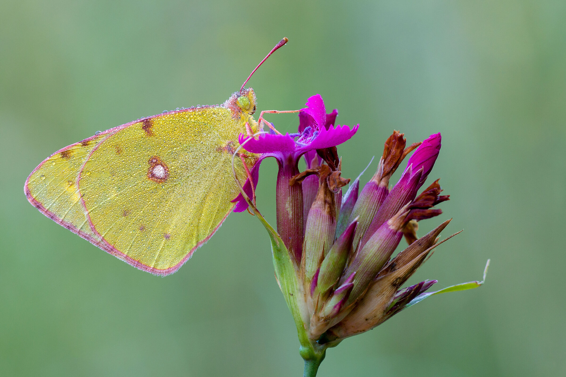 Colias crocea