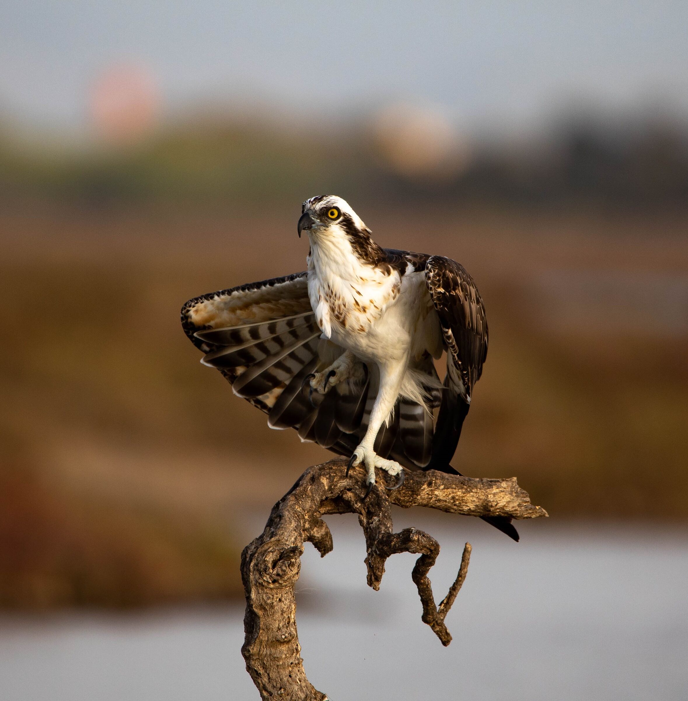 falco pescatore