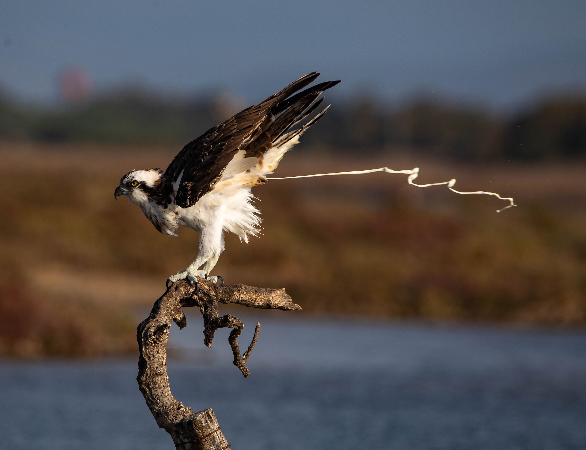 falco pescatore