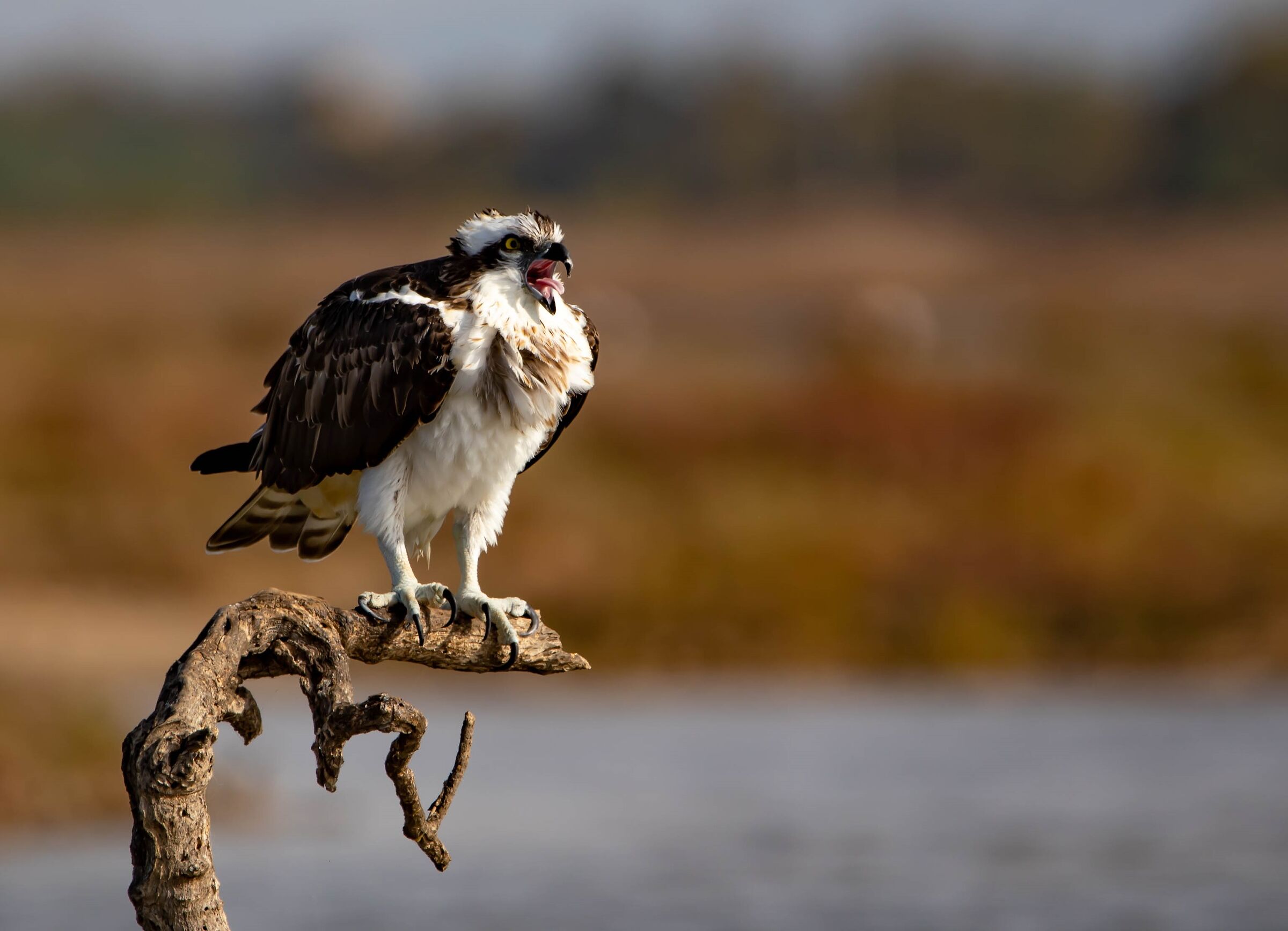 falco pescatore
