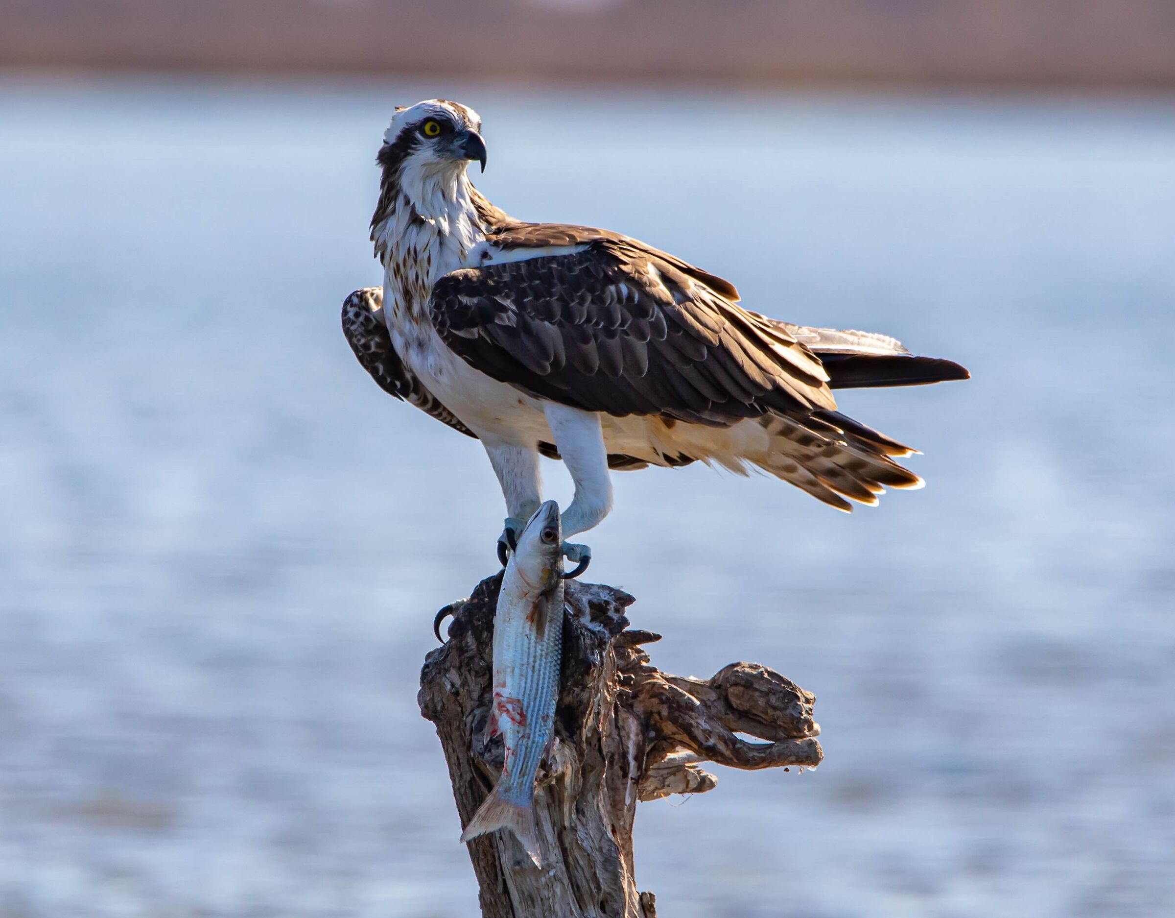 falco pescatore con preda