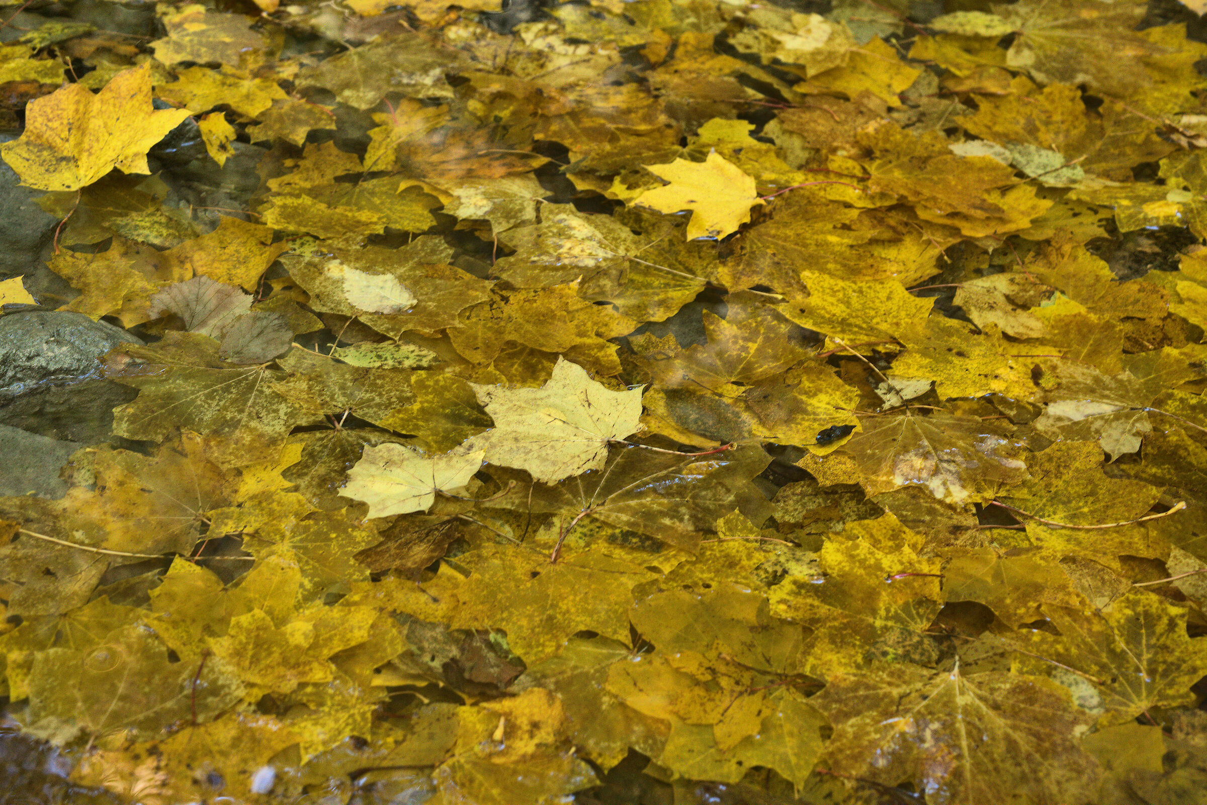 Autumn stream