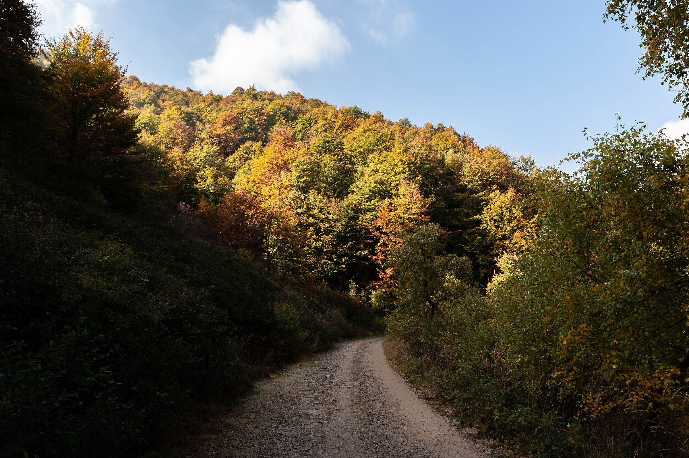 Oasi Zegna - Bosco del sorriso (ottobre 2021)