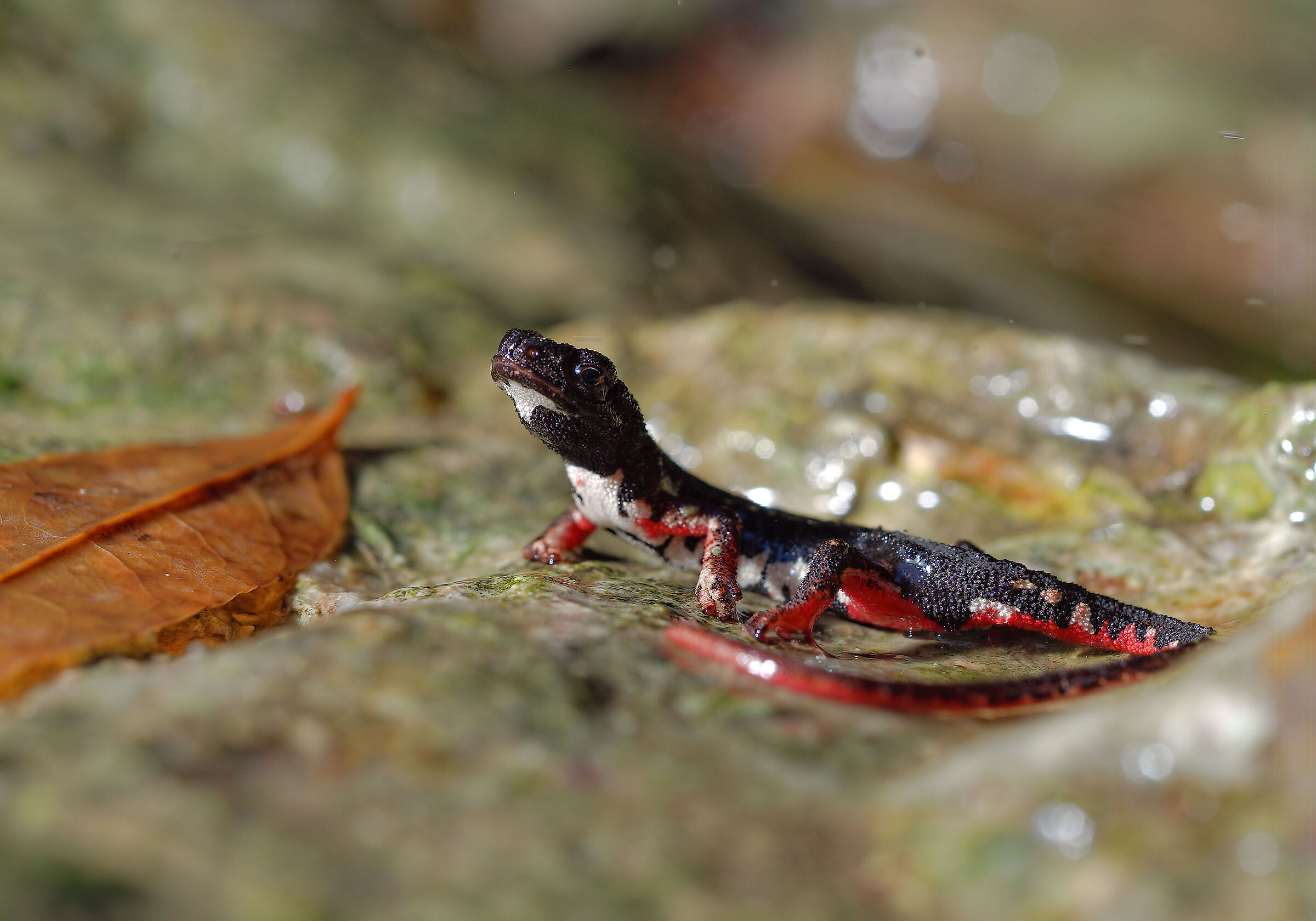 Salamander of Savi