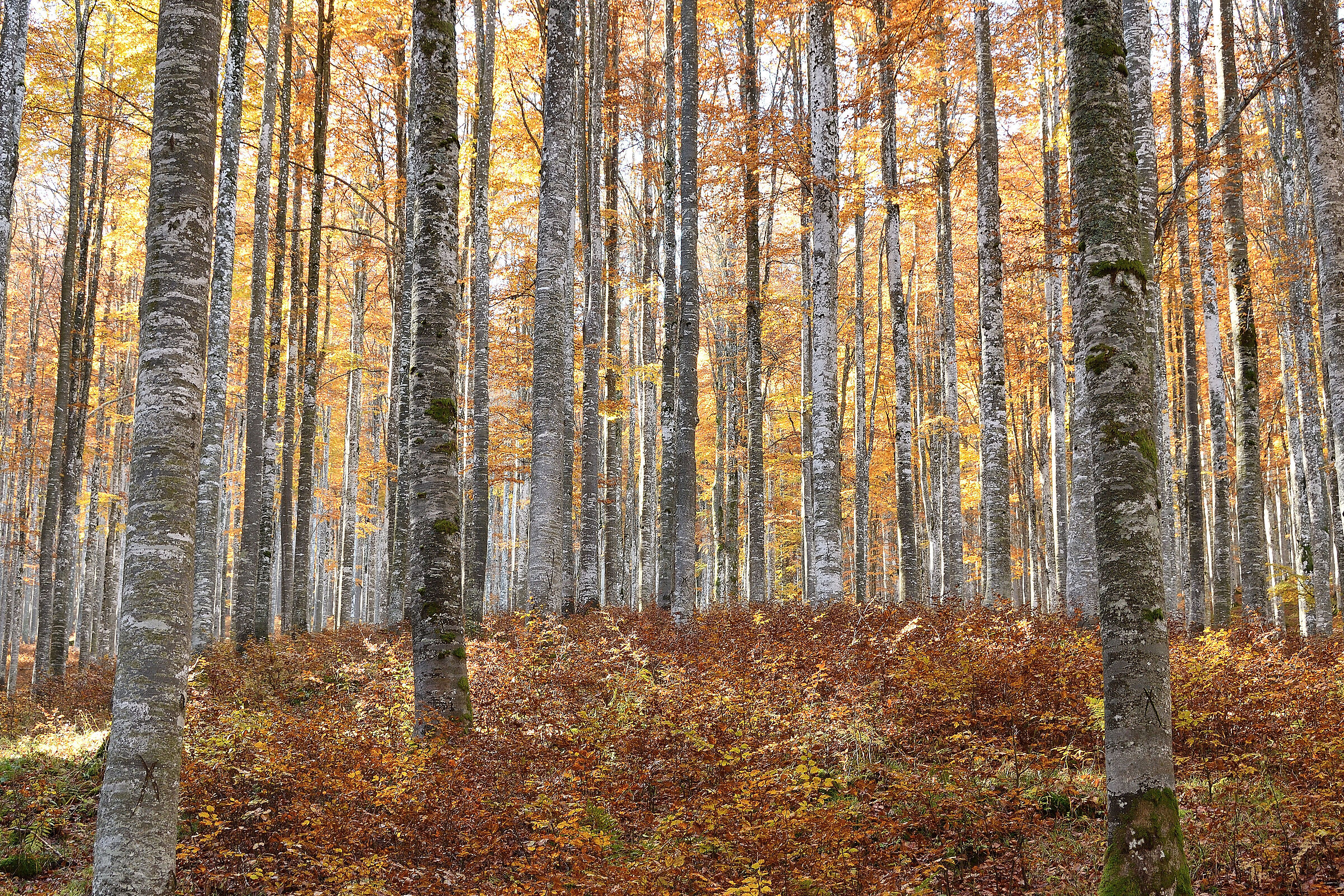 Autumn light