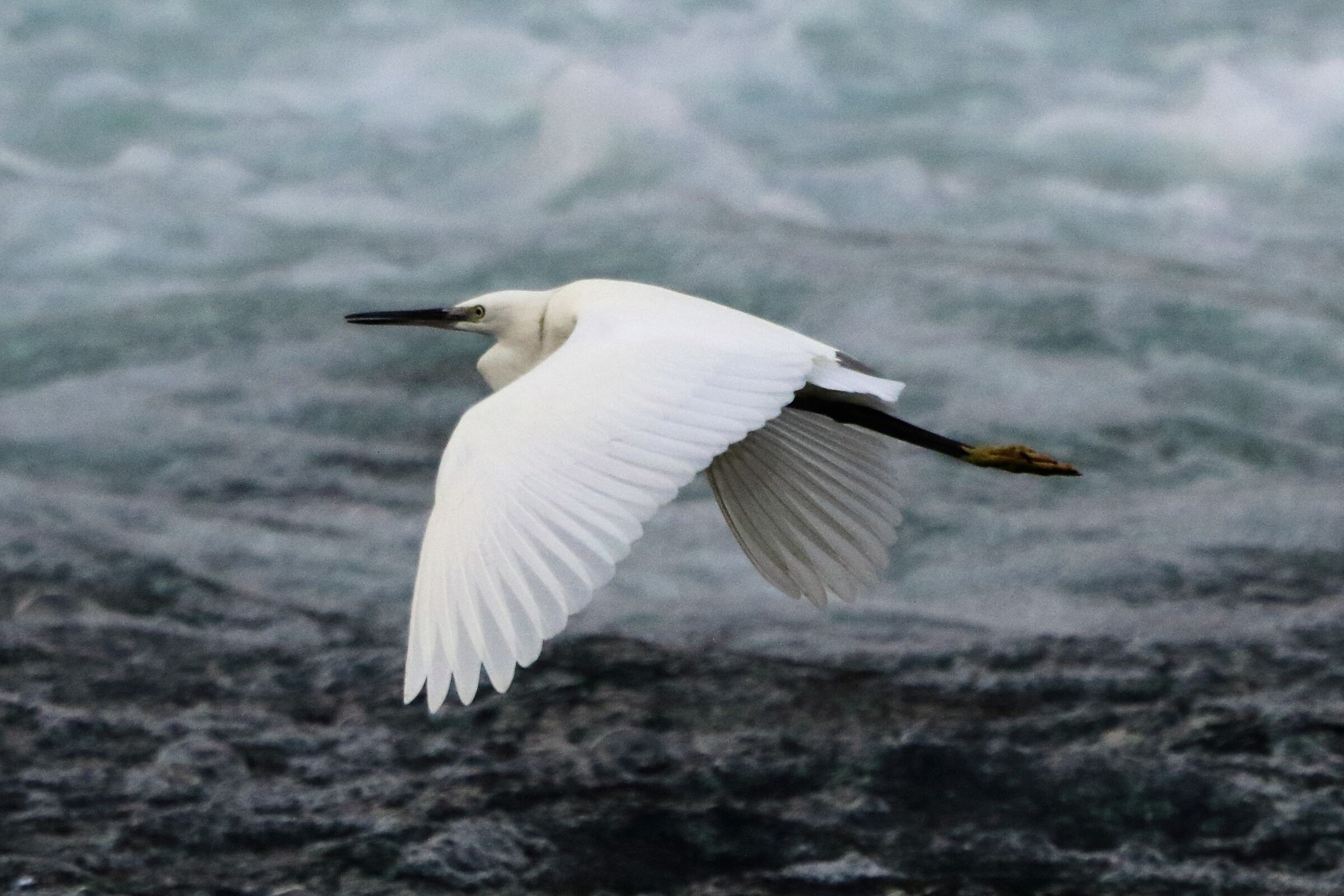 Egret