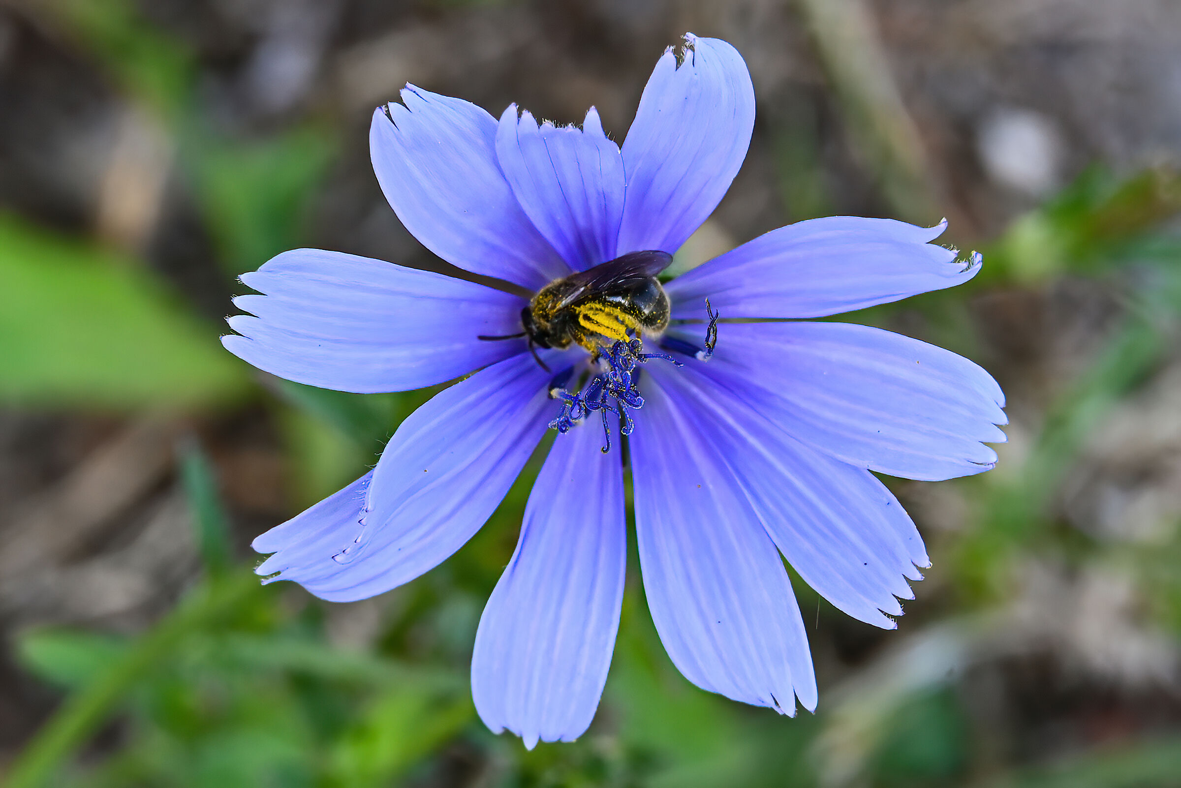 Fiore di Cicoria selvatica