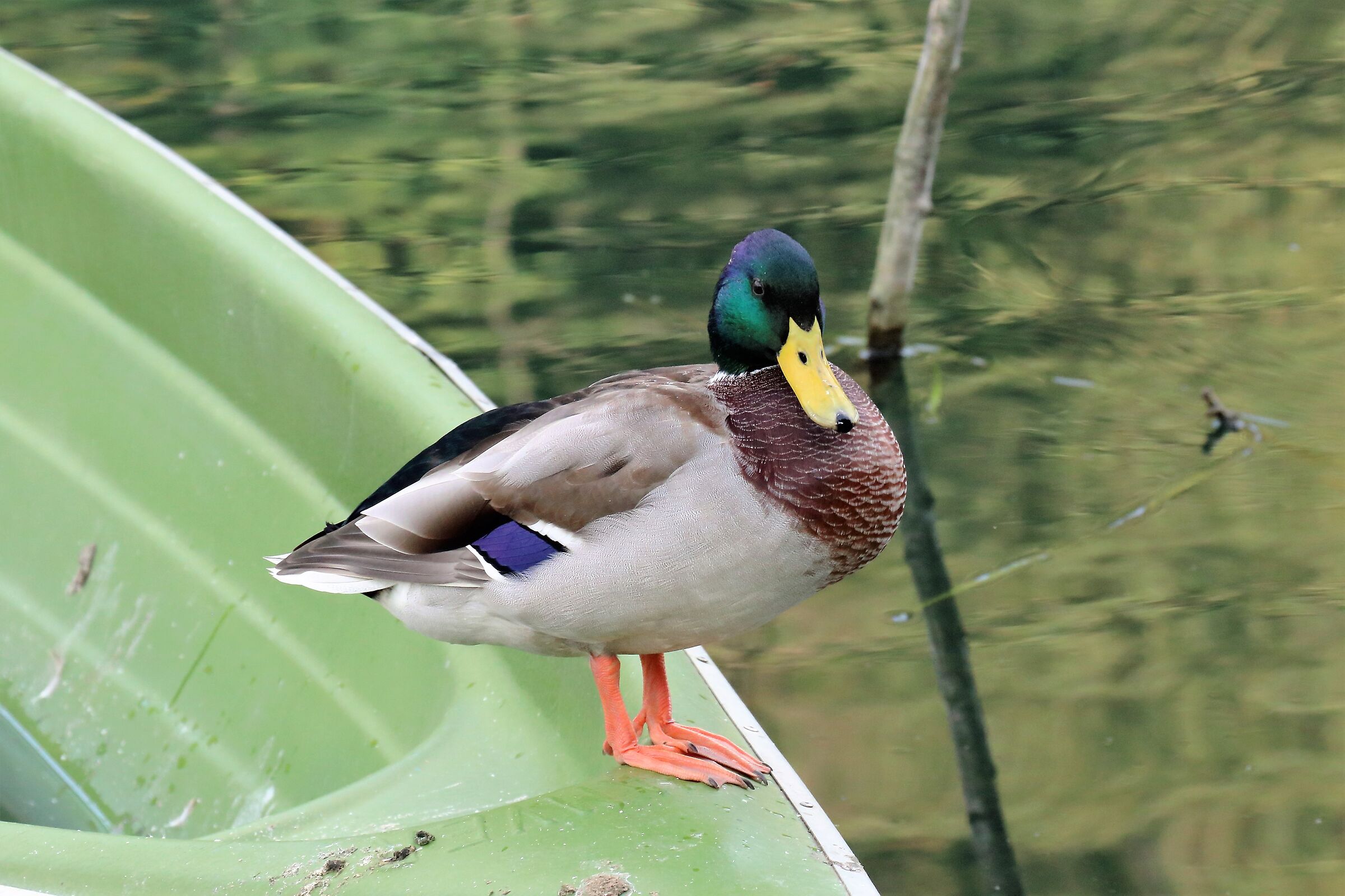 mallard by boat