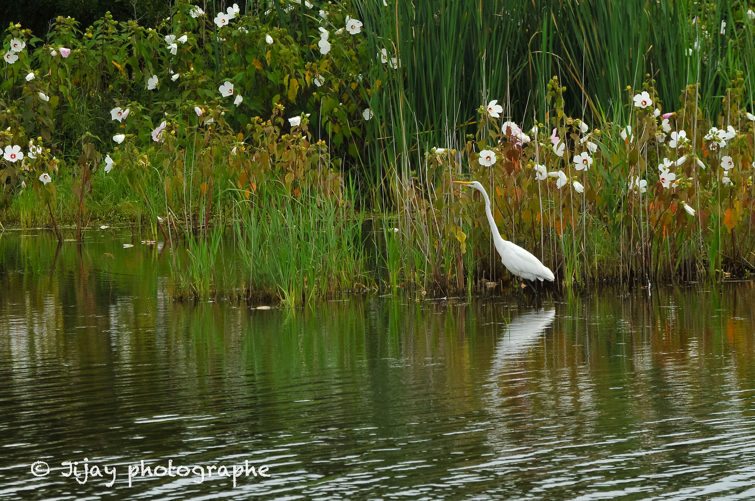 Aigrette ·
