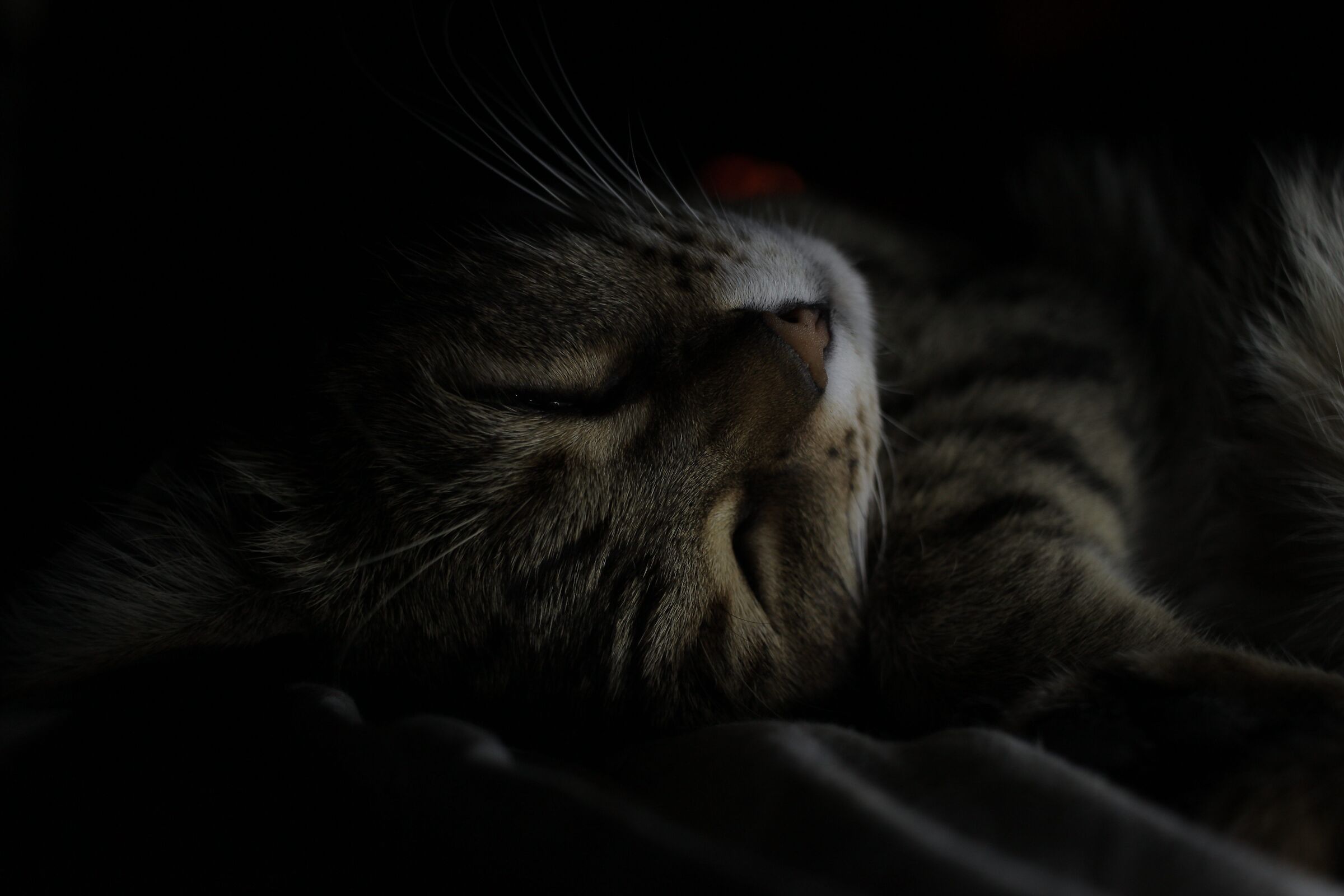 Baby
