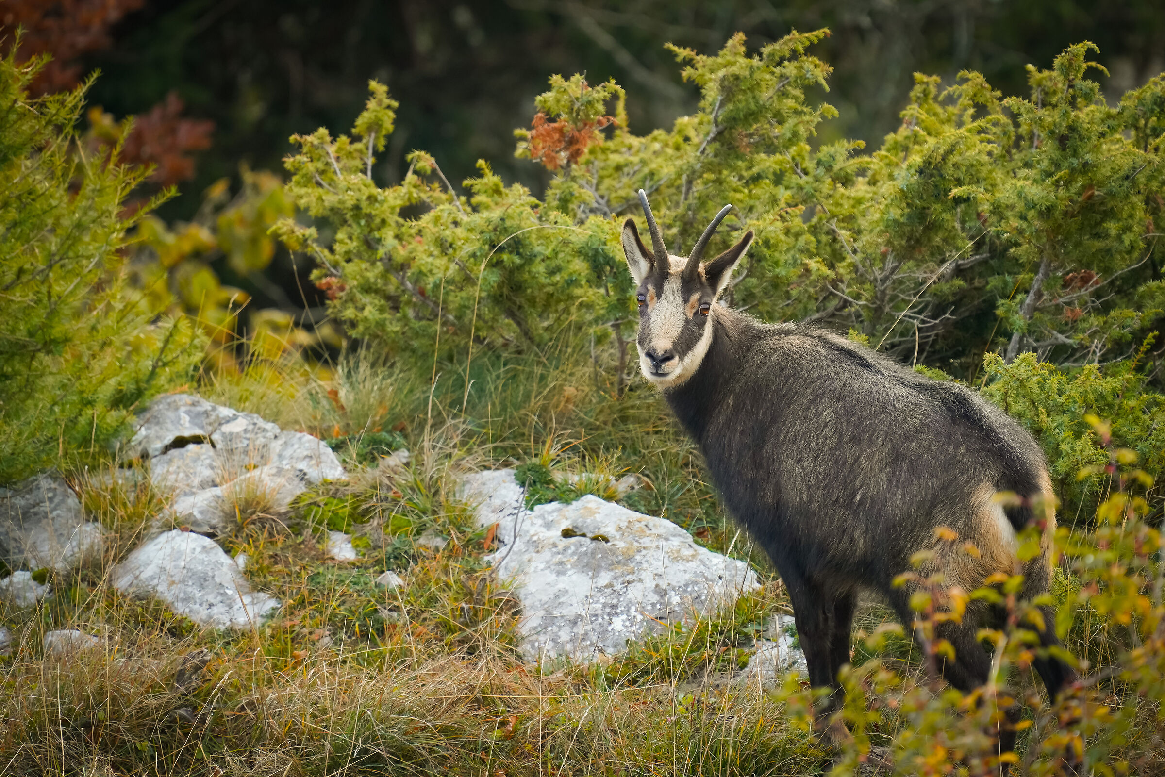 Chamois