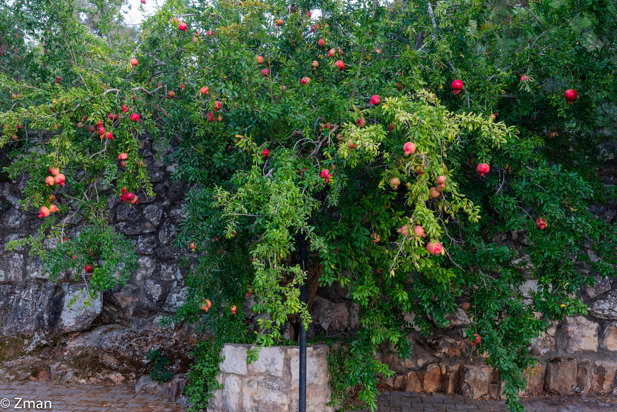Pomegranate Tree