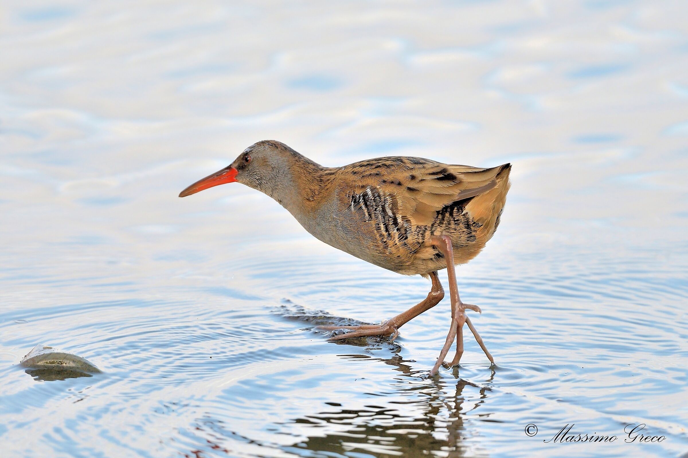 Porciglione (Rallus aquaticus)