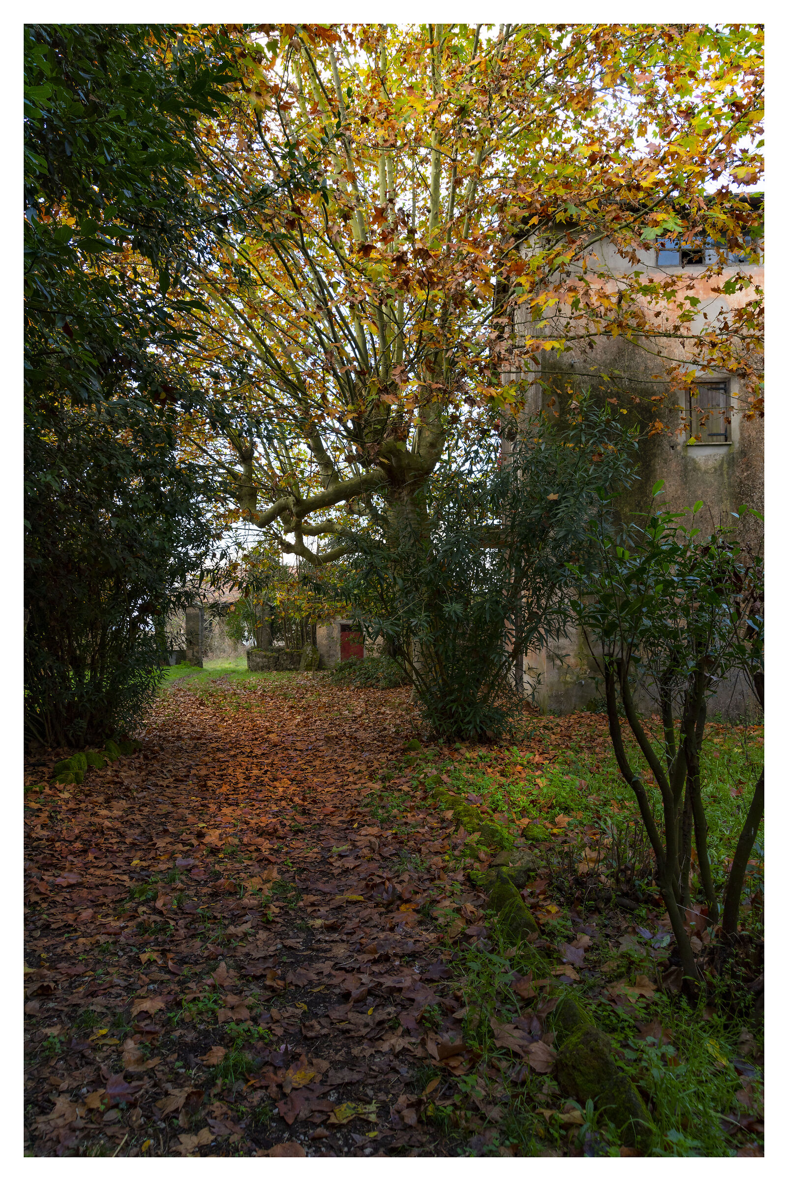Among deciduous leaves