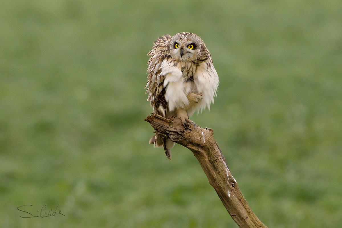 Che.........c'hai da accendere?