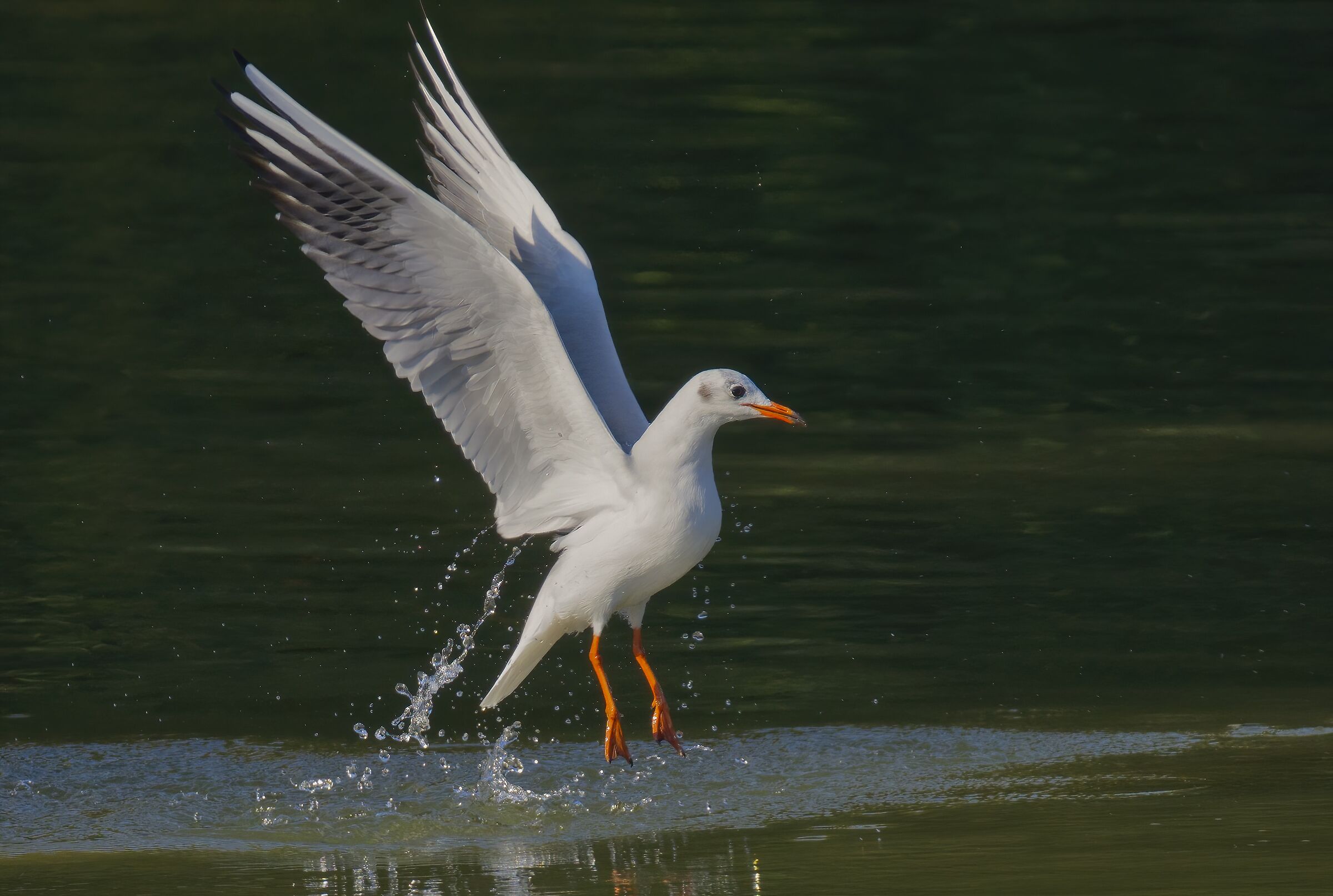 Saltellando a filo d'acqua