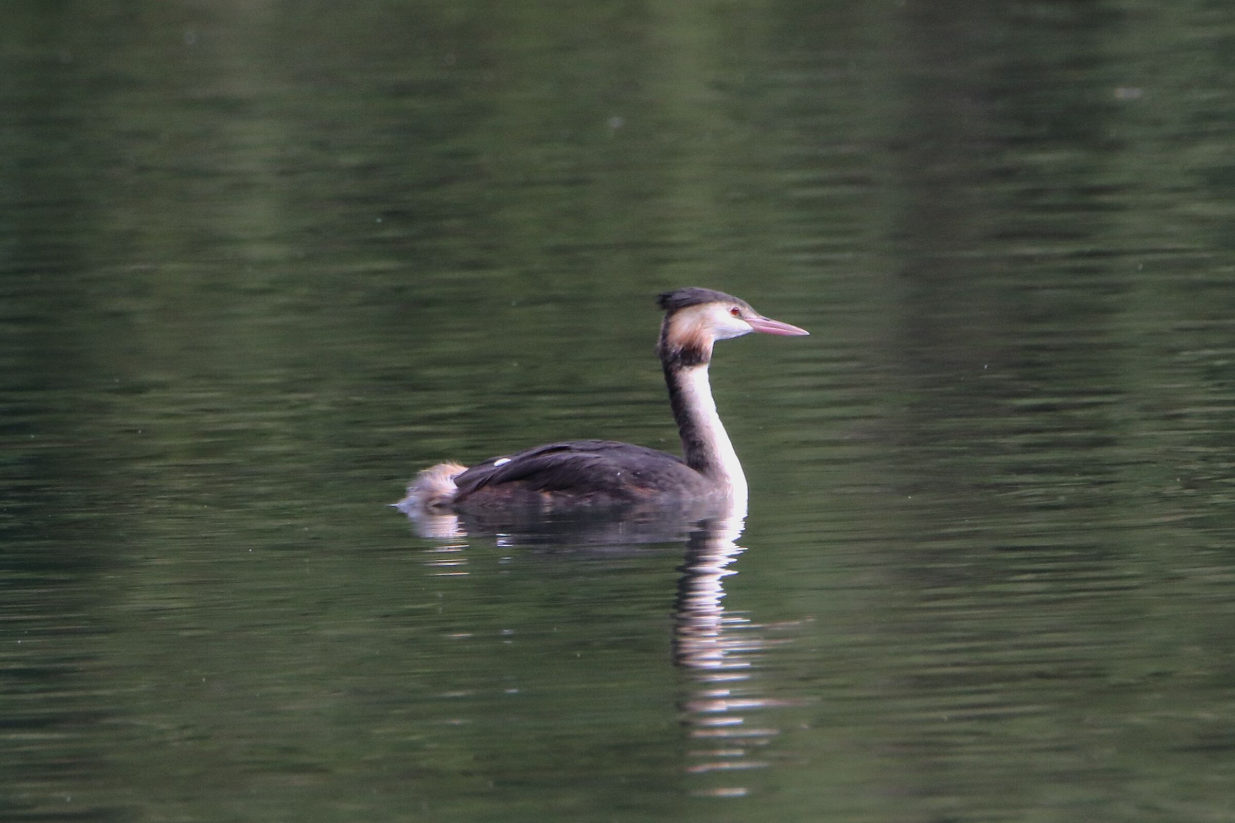 grebe